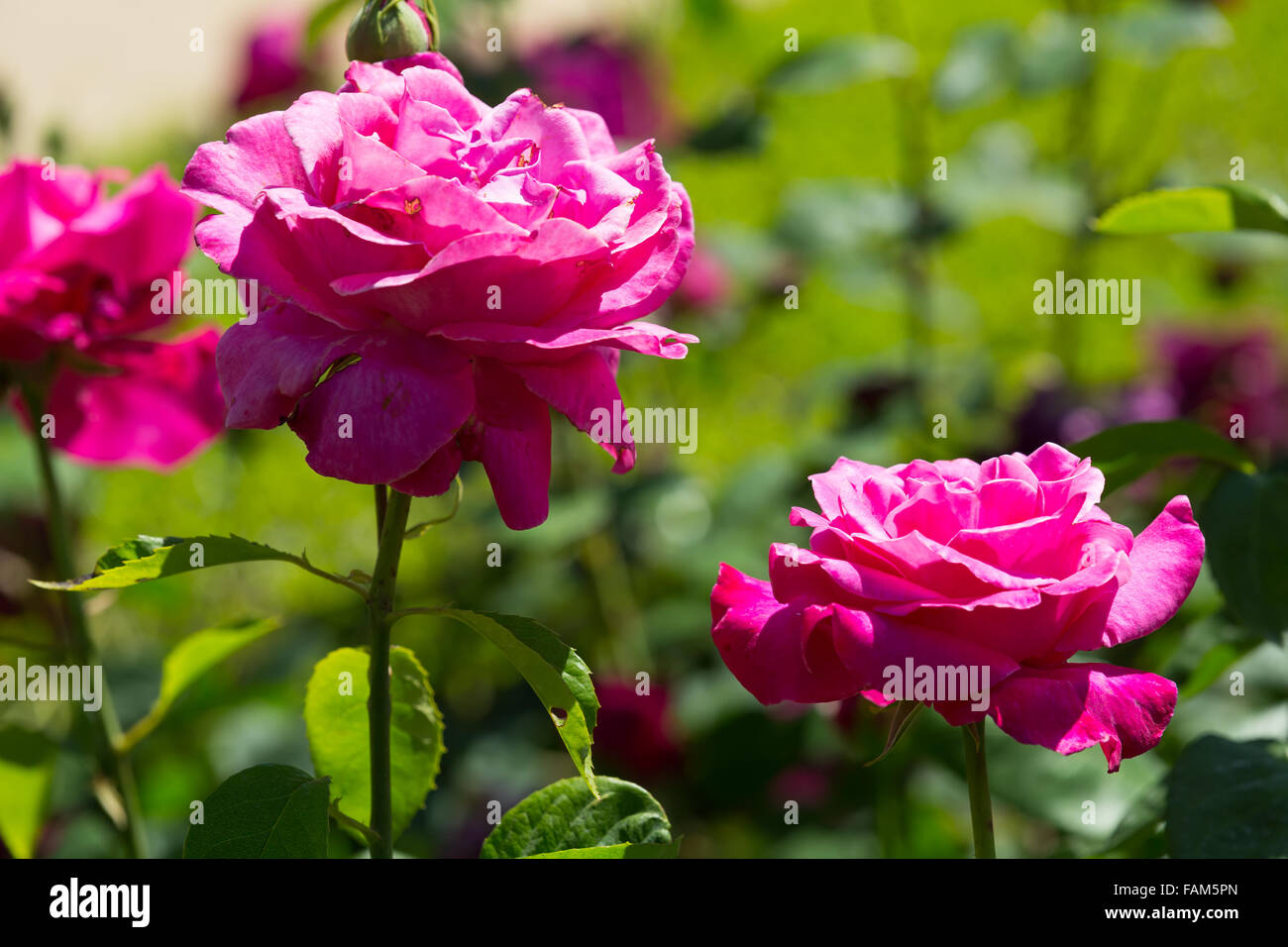 Plante à fleurs roses rouges au printemps jardin en été 24 Banque D'Images