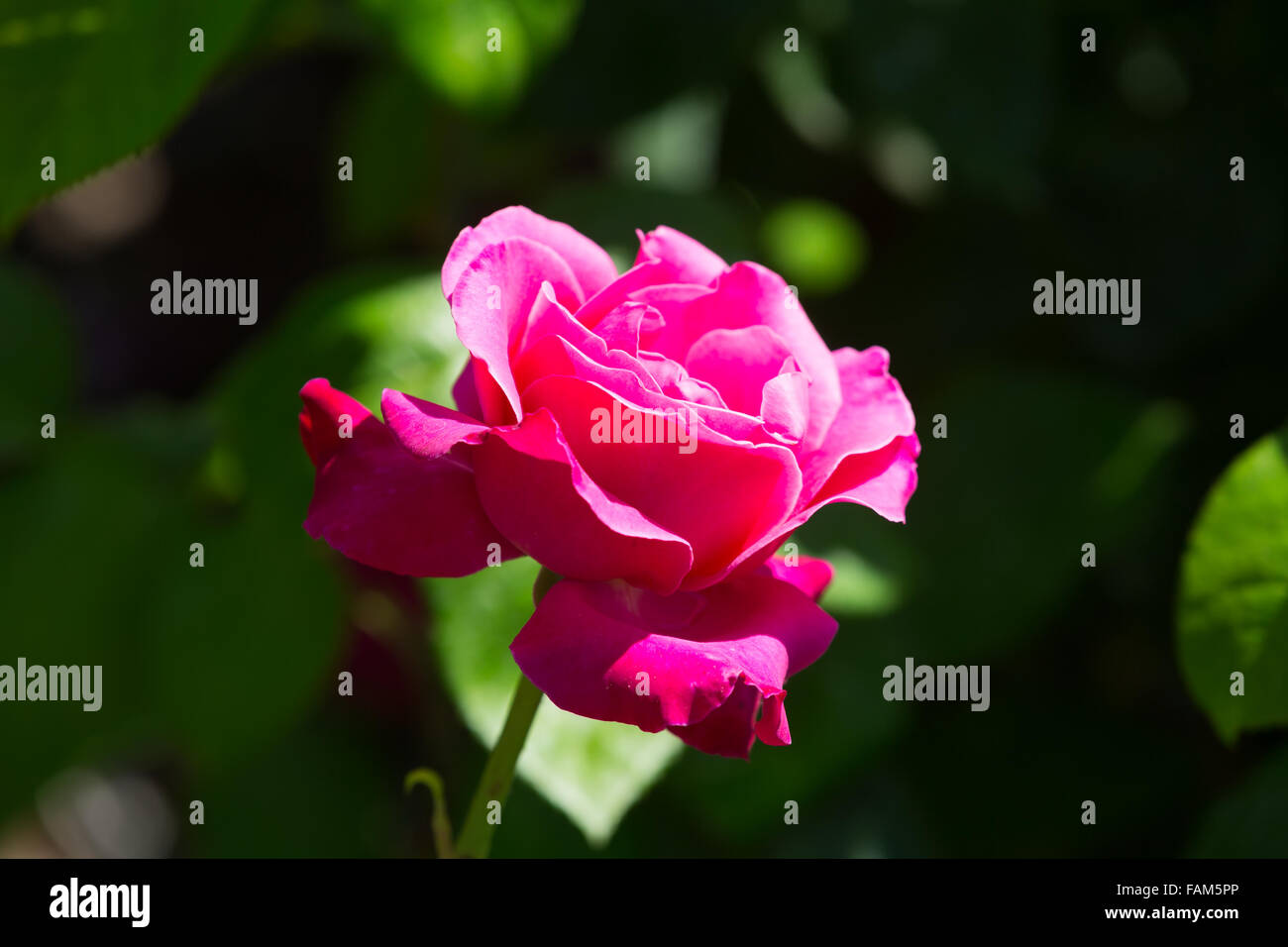 Plante à fleurs roses rouges dans le jardin de printemps journée ensoleillée Banque D'Images