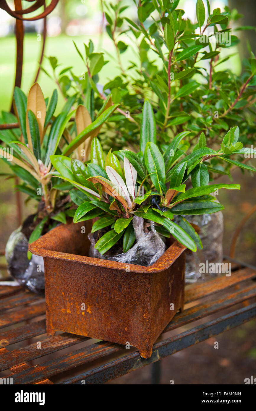 Image de fer rouillé pot avec une jeune plante rhododendron. Banque D'Images
