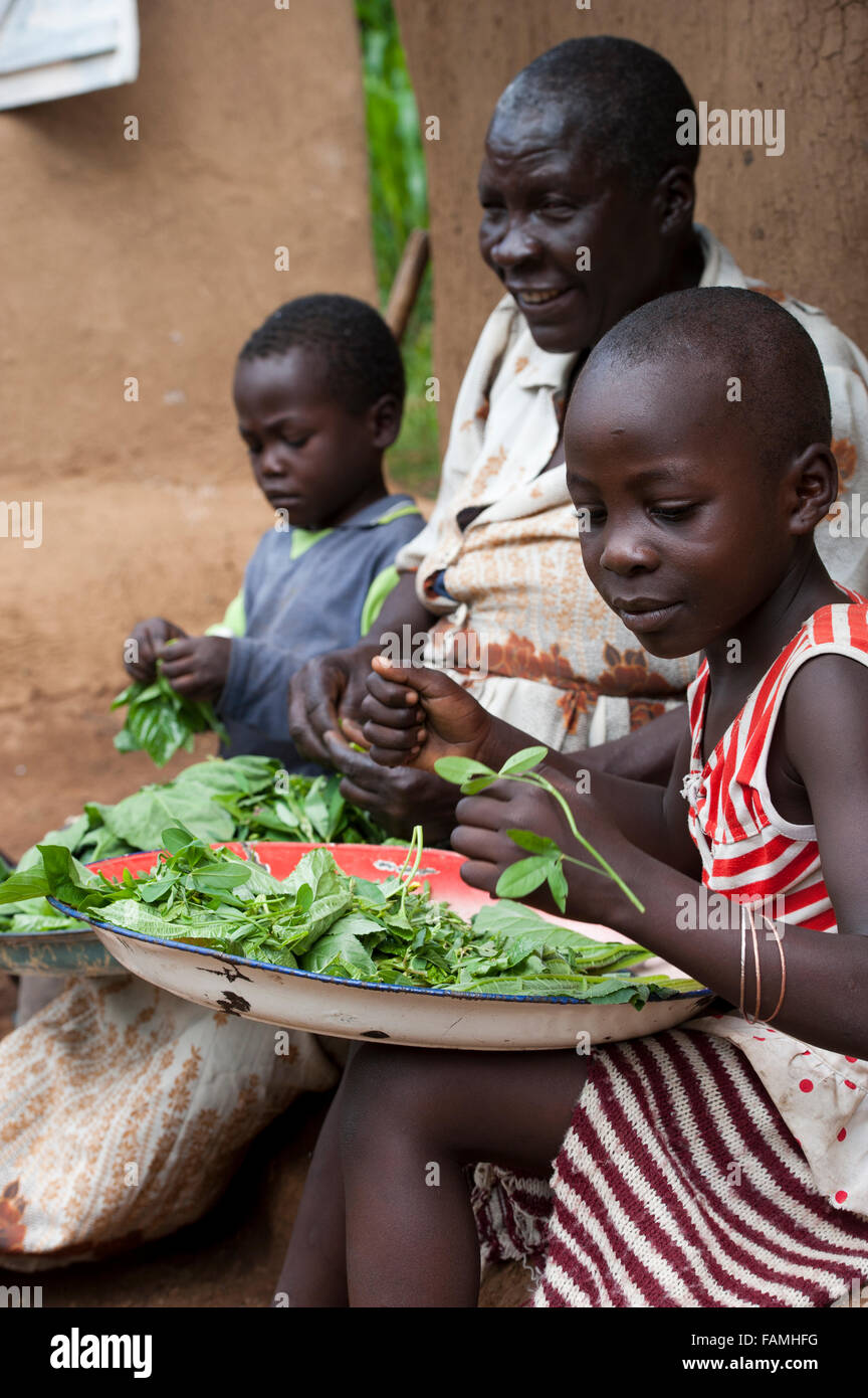 La préparation de la famille rurale feuilles vertes et herbes pour un repas, au Kenya. Banque D'Images