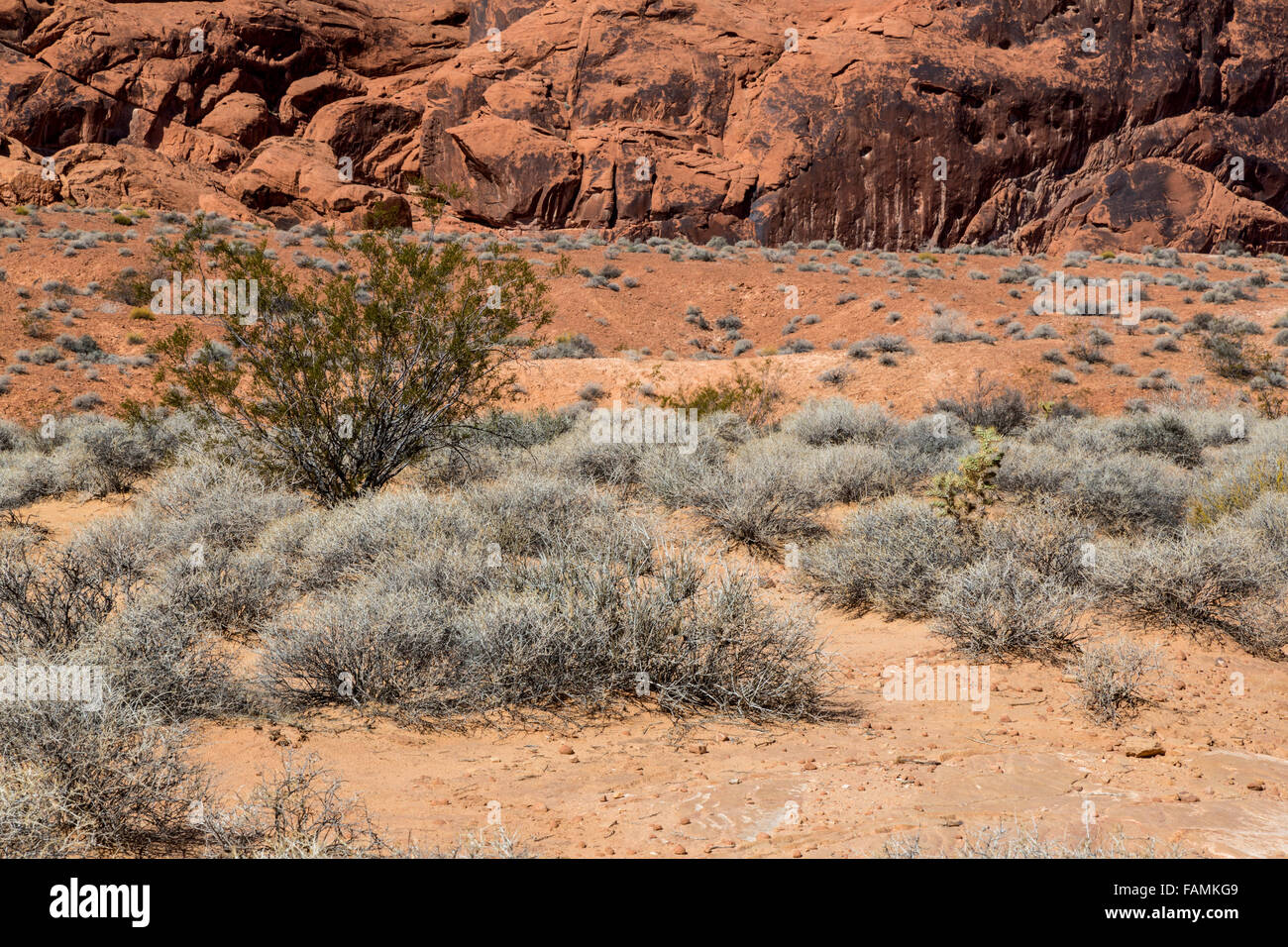 Valley of Fire, Nevada. Végétation le long de la piste de coupoles blanches. Banque D'Images