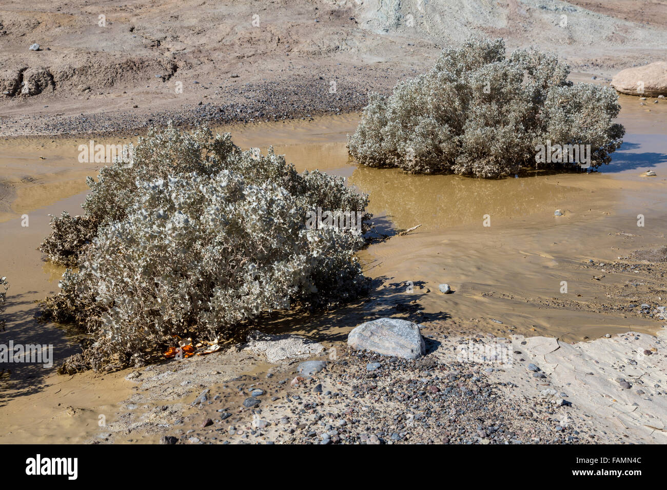 Zabrieski Point, la vallée de la mort, en Californie. Piscines d'eau de pluie quatre jours plus tôt. Banque D'Images