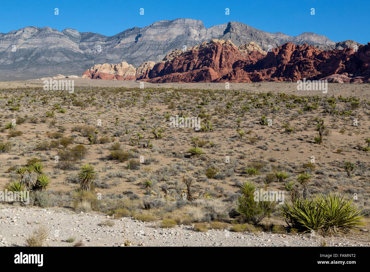 Red Rock Canyon, Nevada. Calico Hills (roche rouge, Grès aztèque), avec Gray Rock poussée Keystone en arrière-plan. Banque D'Images