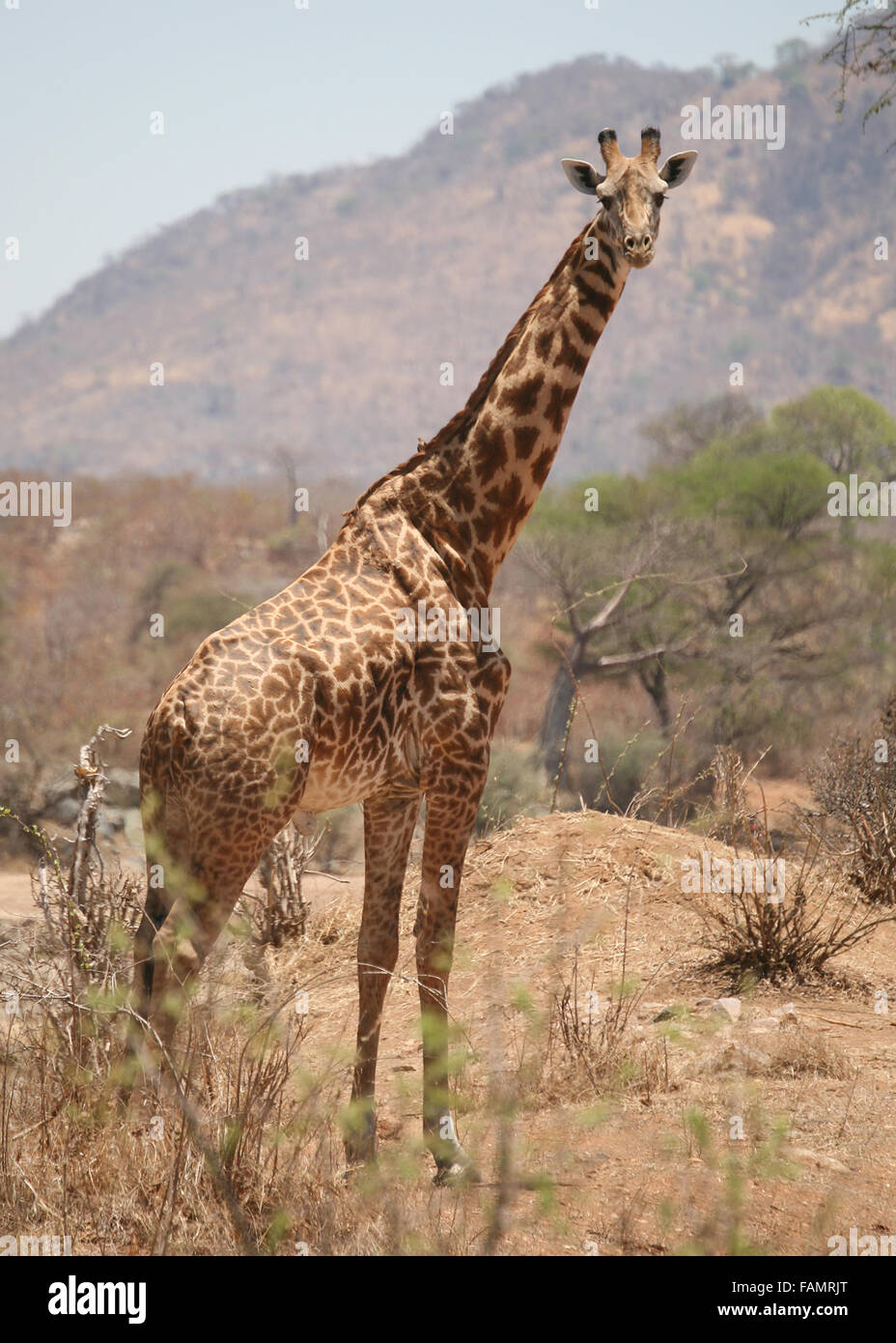 L'Afrique de l'Est Tanzanie Girafe Masai Banque D'Images