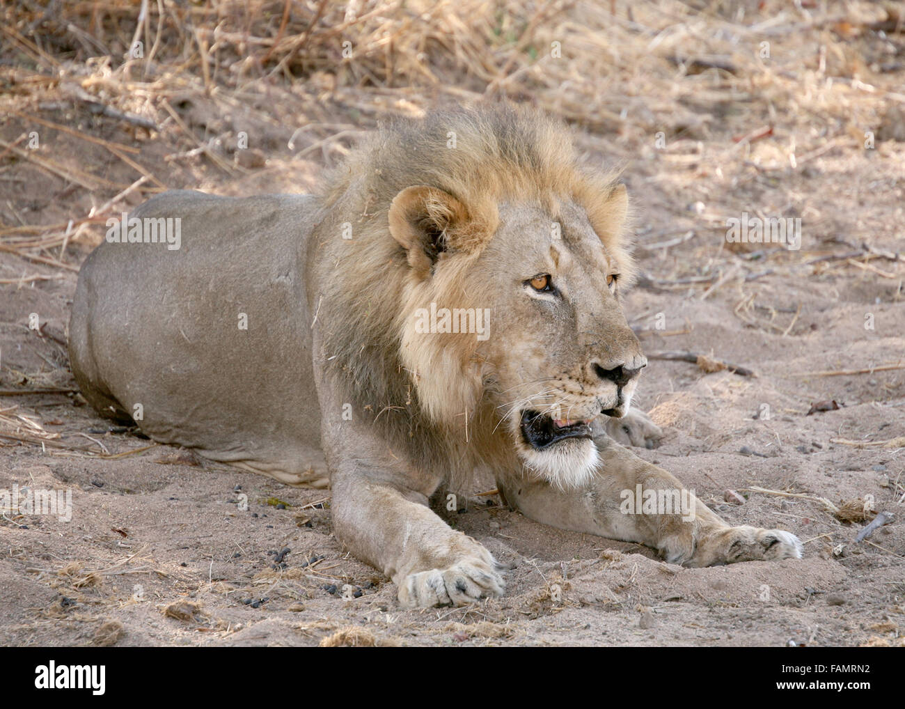 Lion mâle avec Mane fixant Tanzanie Afrique de l'Est Banque D'Images