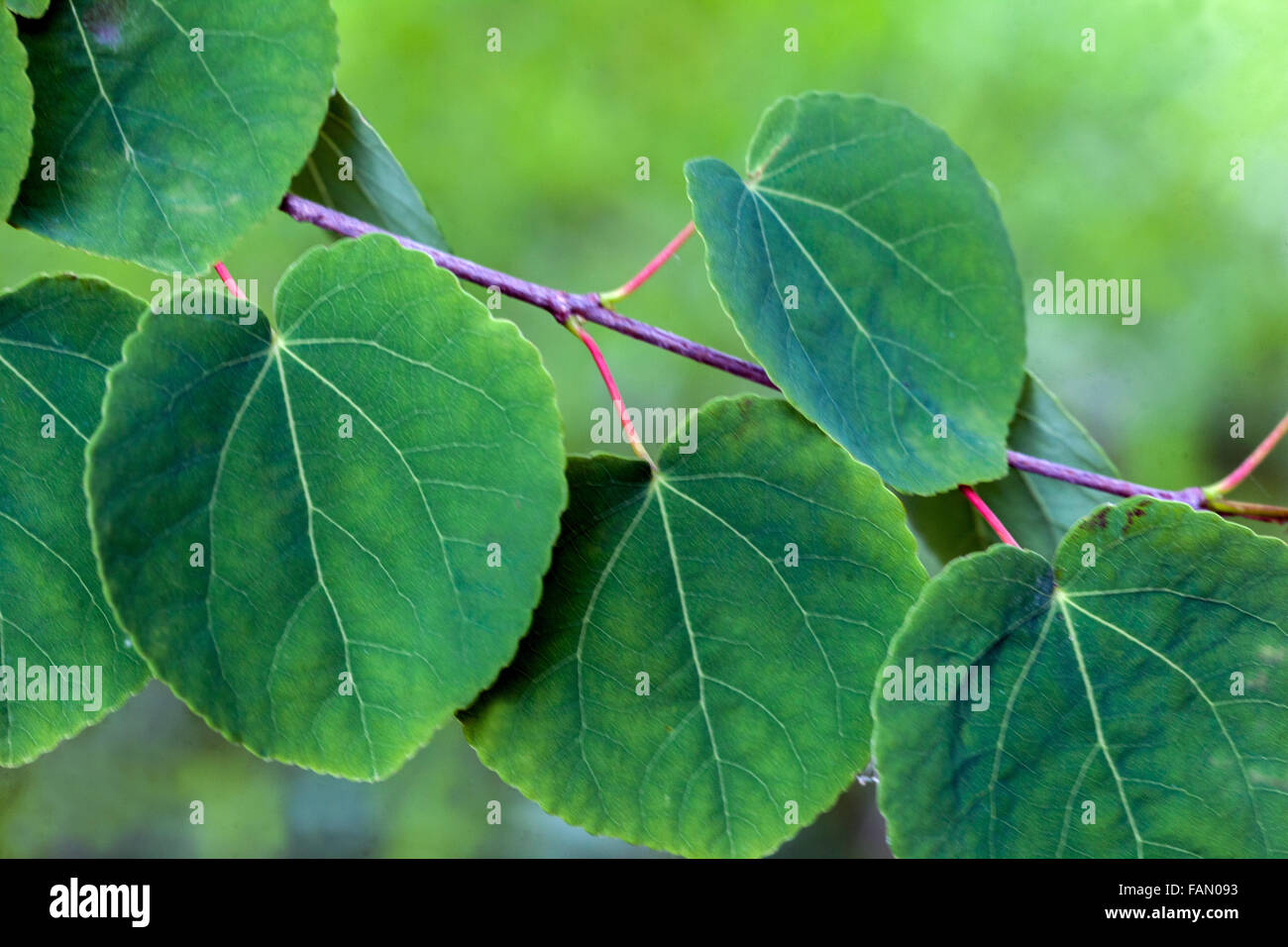 Arbre De Katsura Cercidiphyllum Japonicum Banque D'Images