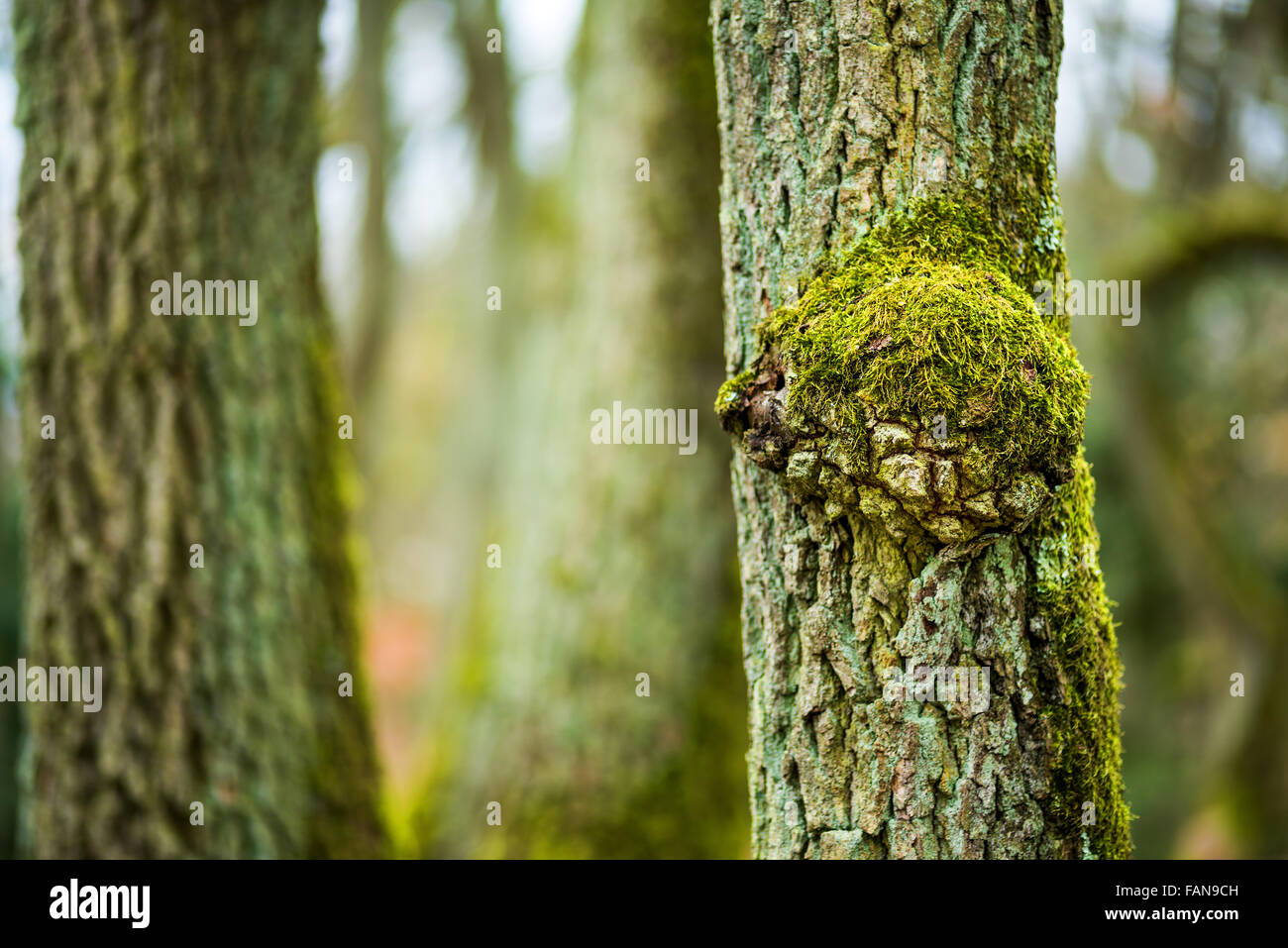 Forest Tree Stump moss nature fresh green, fine, de l'environnement, pollution, belle, l'air, à l'extérieur, la nature, l'arrière-plan flou, s Banque D'Images