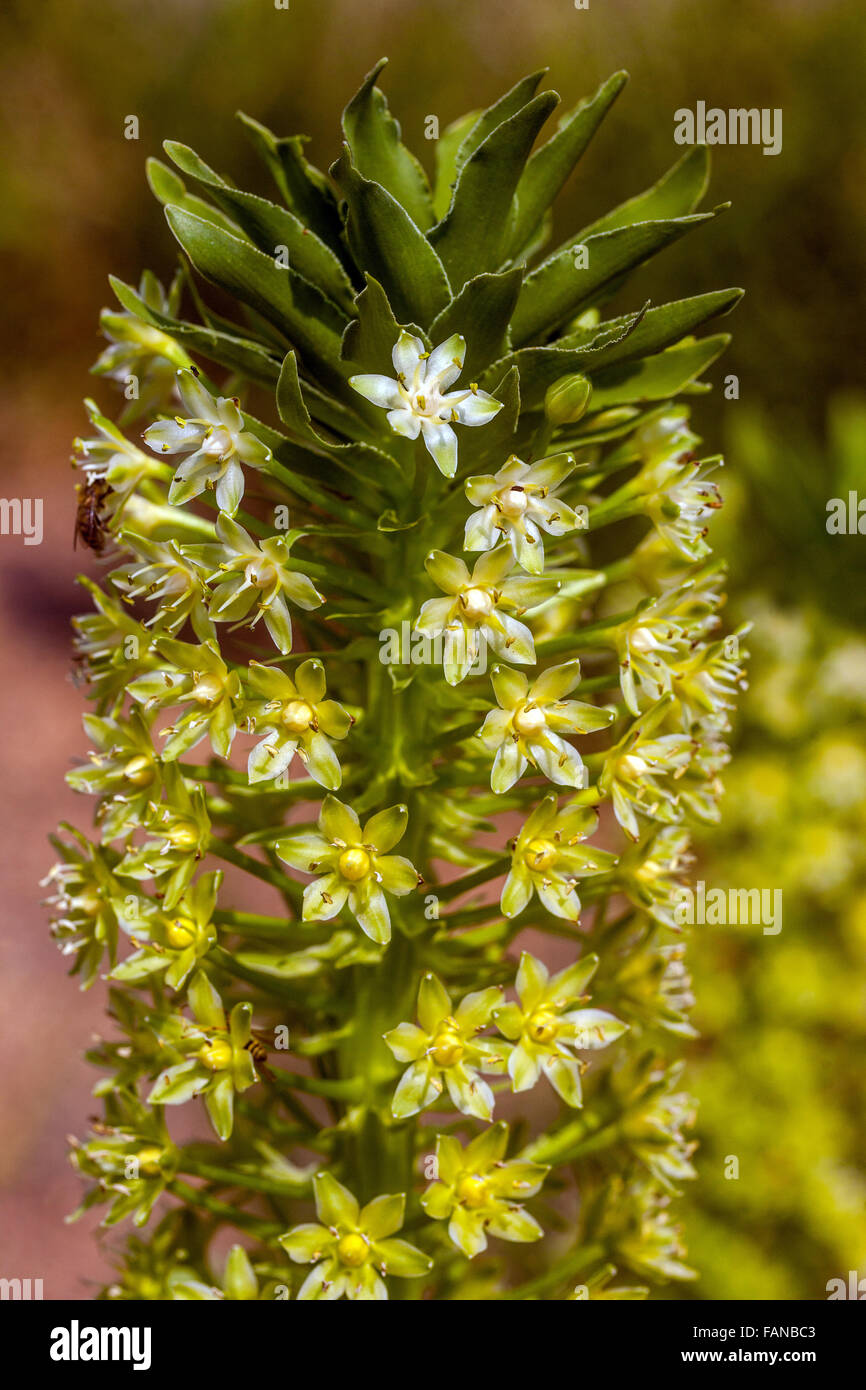 Eucomis pallidiflora - Pole Evansii, Ananas géant fleurs Lys Banque D'Images