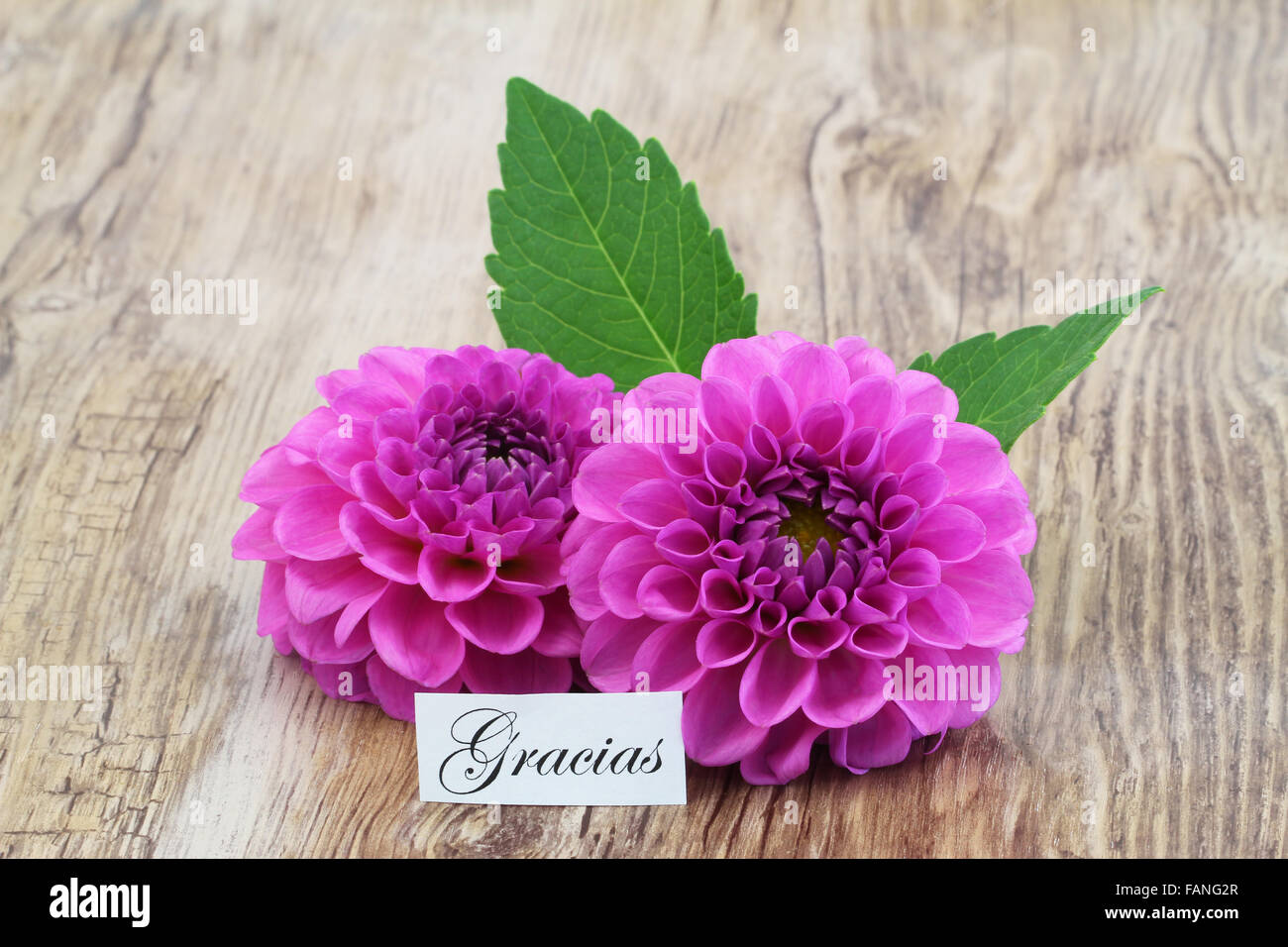 Gracias (ce qui signifie merci en espagnol) Carte avec fleurs dahlia rose Banque D'Images