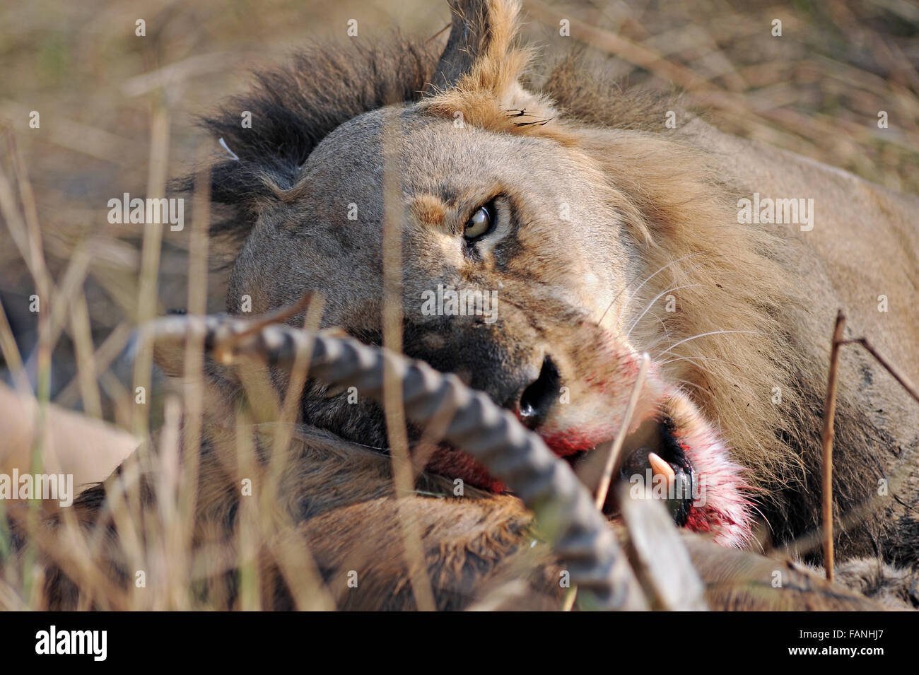Un lion mâle avec une croix rouge. tuer cobes lechwes Banque D'Images