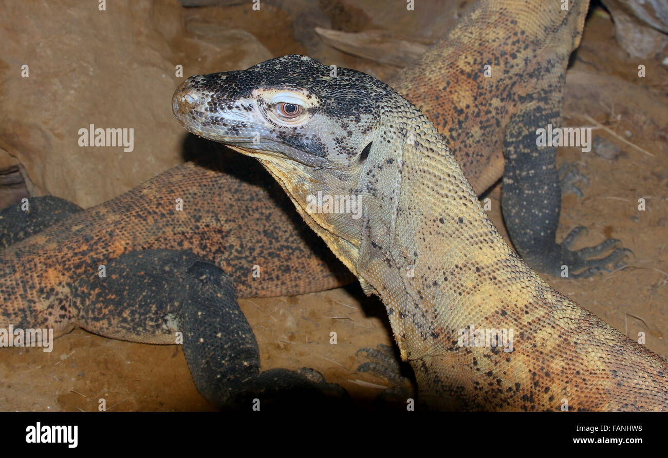 Dragon de Komodo (Varanus komodoensis), aka varan de Komodo en Indonésie, le plus grand Lézard dans le monde (un autre moniteur à l'arrière) Banque D'Images