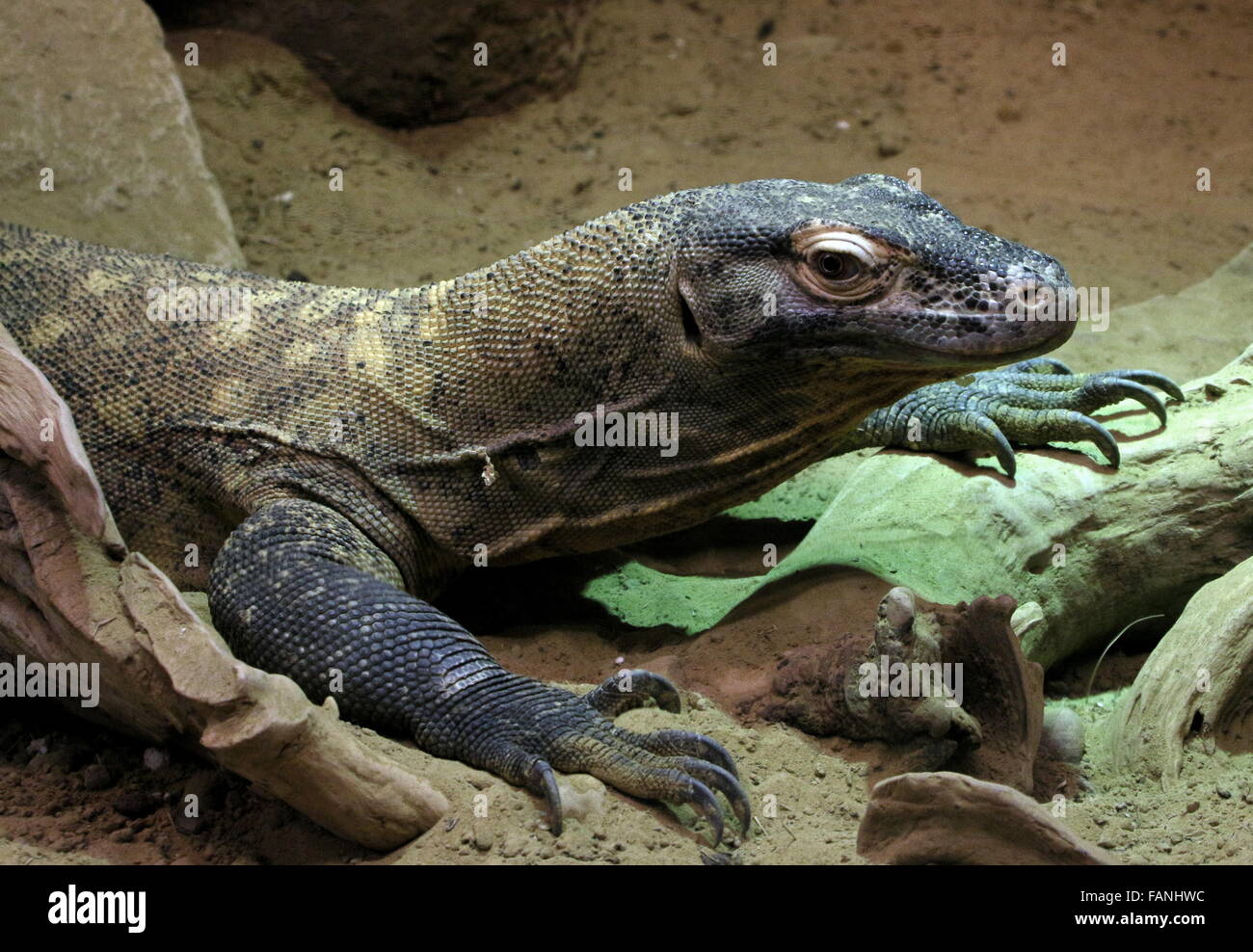 Close-up d'un dragon de Komodo (Varanus komodoensis), aka varan de Komodo en Indonésie, le plus grand Lézard dans le monde Banque D'Images