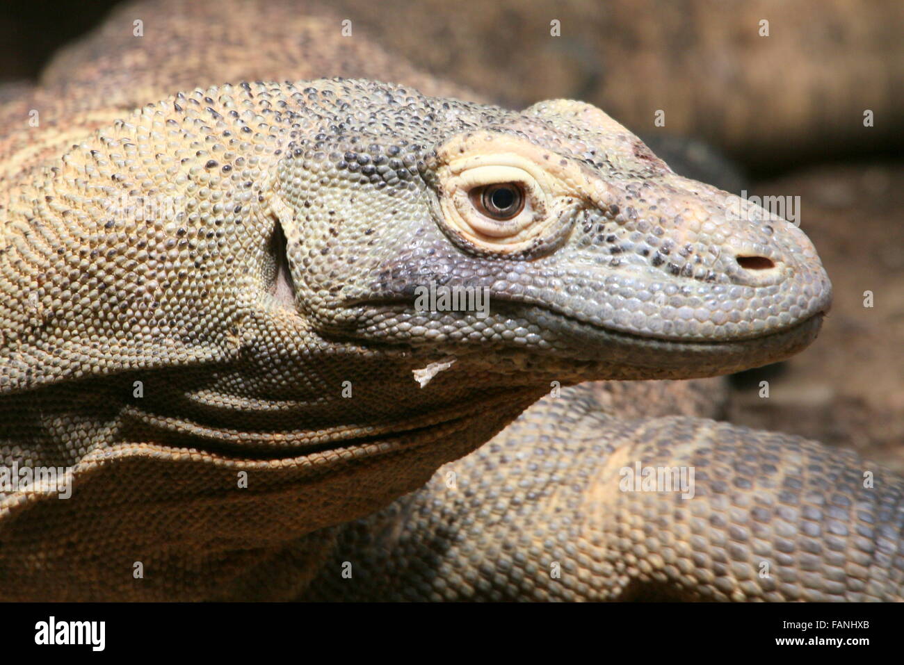 Gros plan de la tête d'un dragon de Komodo (Varanus komodoensis) Banque D'Images