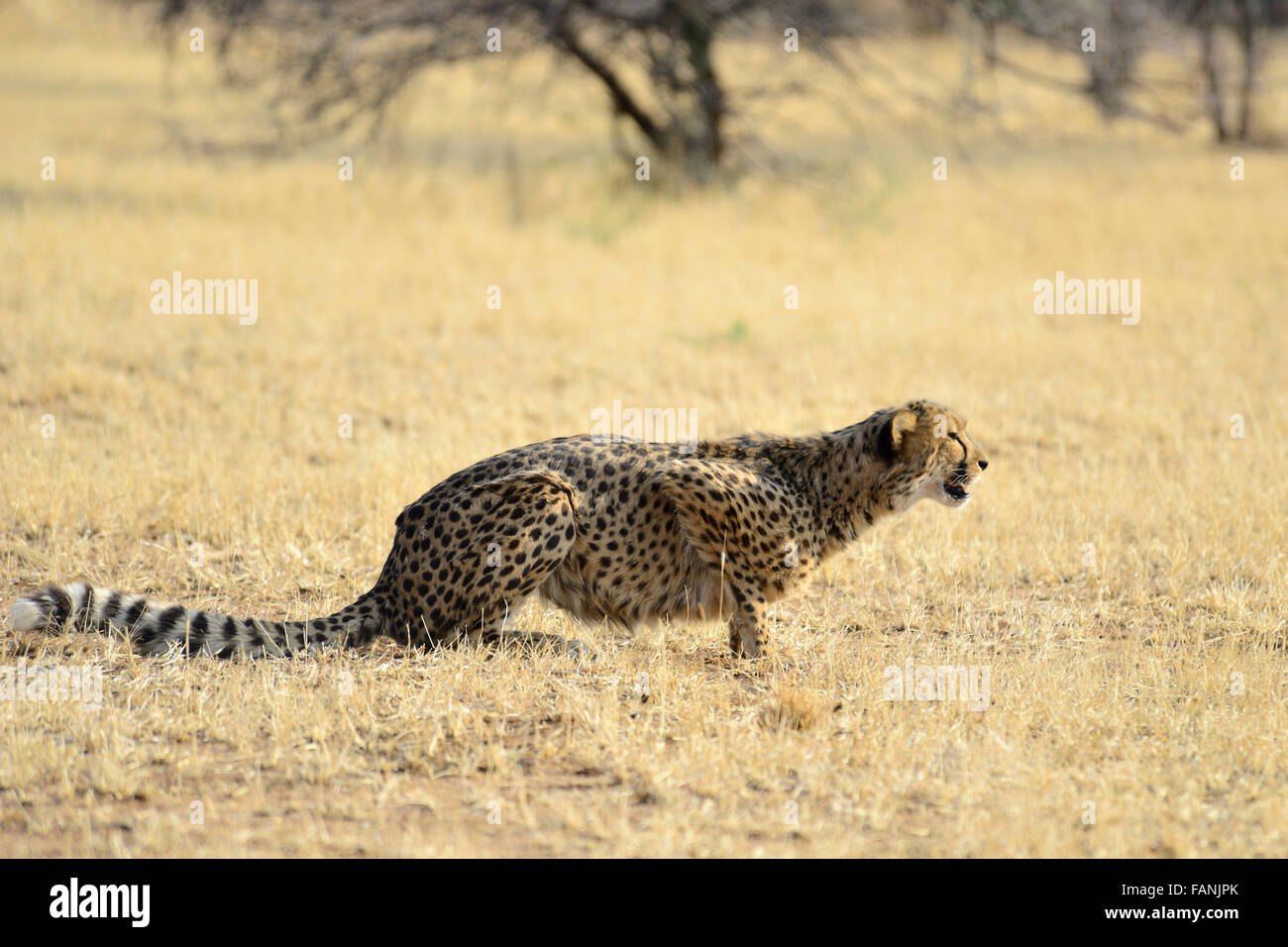 Le Guépard (Acinonyx jubatus), Cheetah Conservation Fund, près de Otjiwarongo, Namibie Banque D'Images