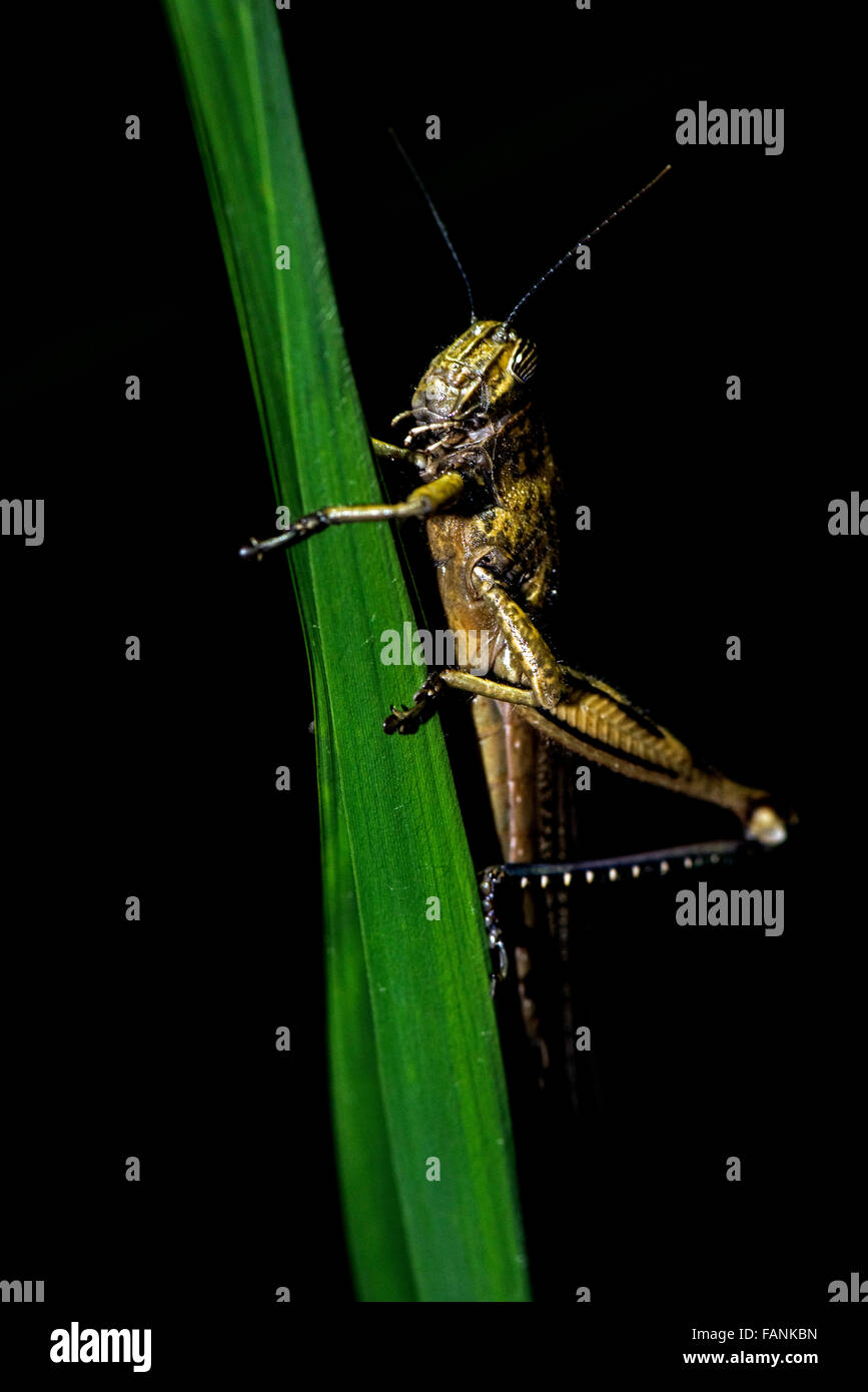 Les iguanes à grasshopper sur herbe Sorso, Sassari, Sardaigne, Italie Banque D'Images