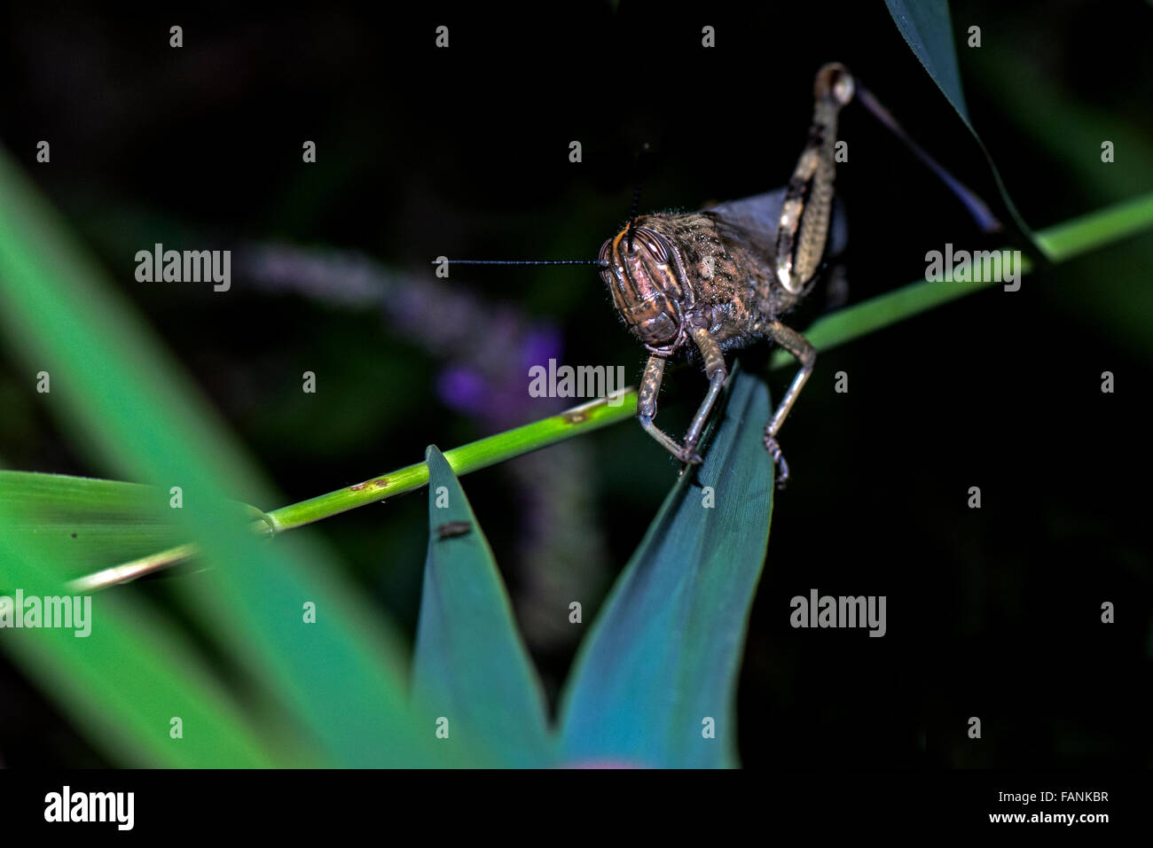 Les iguanes à grasshopper on tree branch Sorso, Sassari, Sardaigne, Italie Banque D'Images