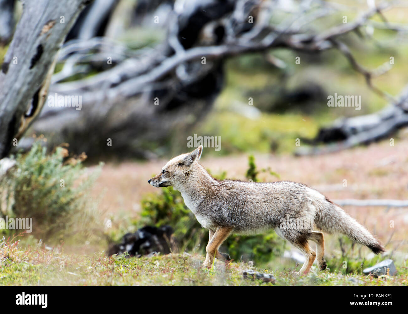 / Amérique du Sud (renard gris de Patagonie Lycalopex griseus) Parc National Torres del Paine Patagonie Chilienne Chili Banque D'Images