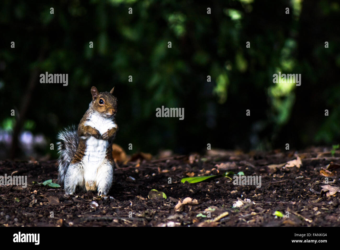 L'Écureuil gris (Sciurus carolinensis) debout sur le terrain Burgess Park, Londres, Angleterre, Grande-Bretagne, Royaume-Uni, Europe Banque D'Images