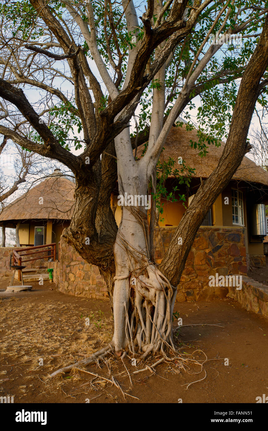Strangler fig hors hébergement : bungalow Banque D'Images