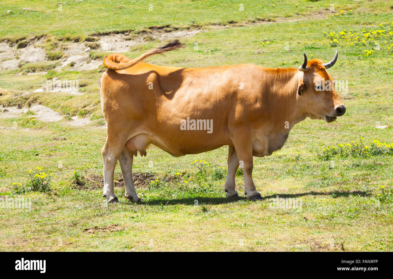 Vache à meadow en été. Asturies Banque D'Images