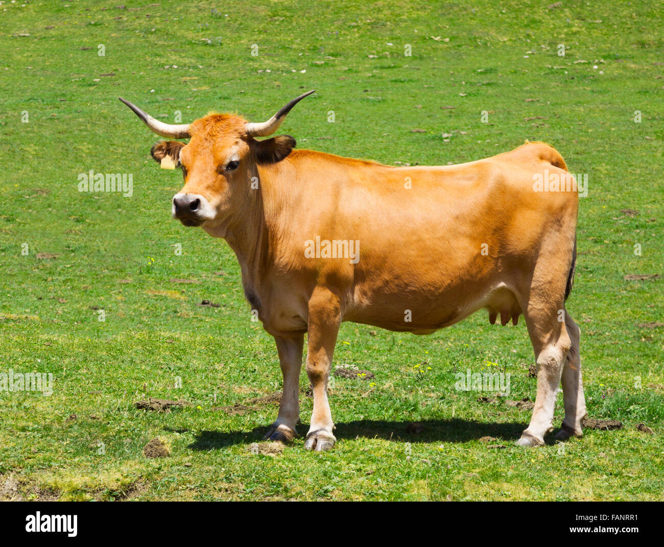 Vache à meadow en été. Asturias, Espagne Banque D'Images