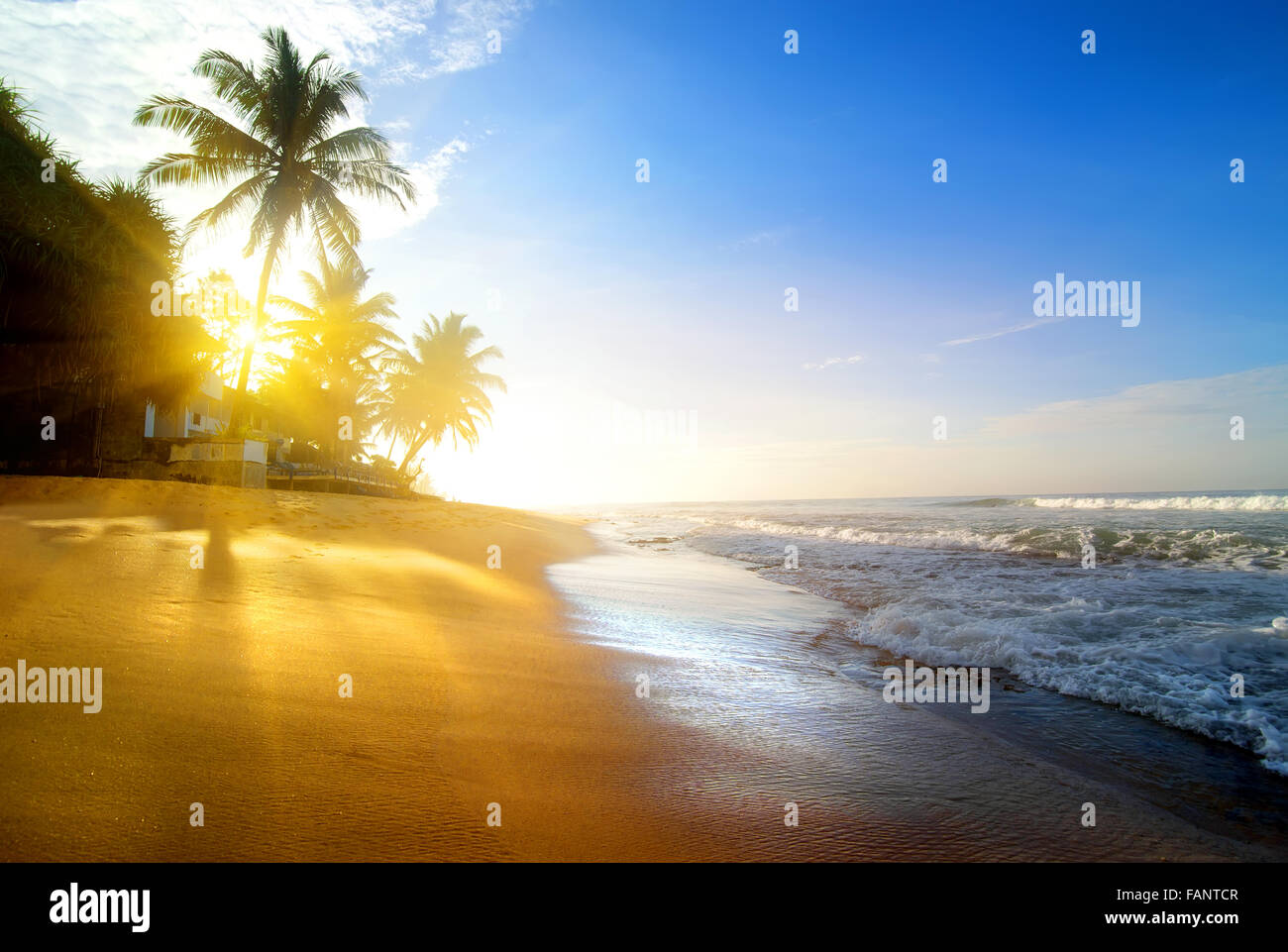 Palmiers sur la plage de sable près de l'océan au lever du soleil Banque D'Images