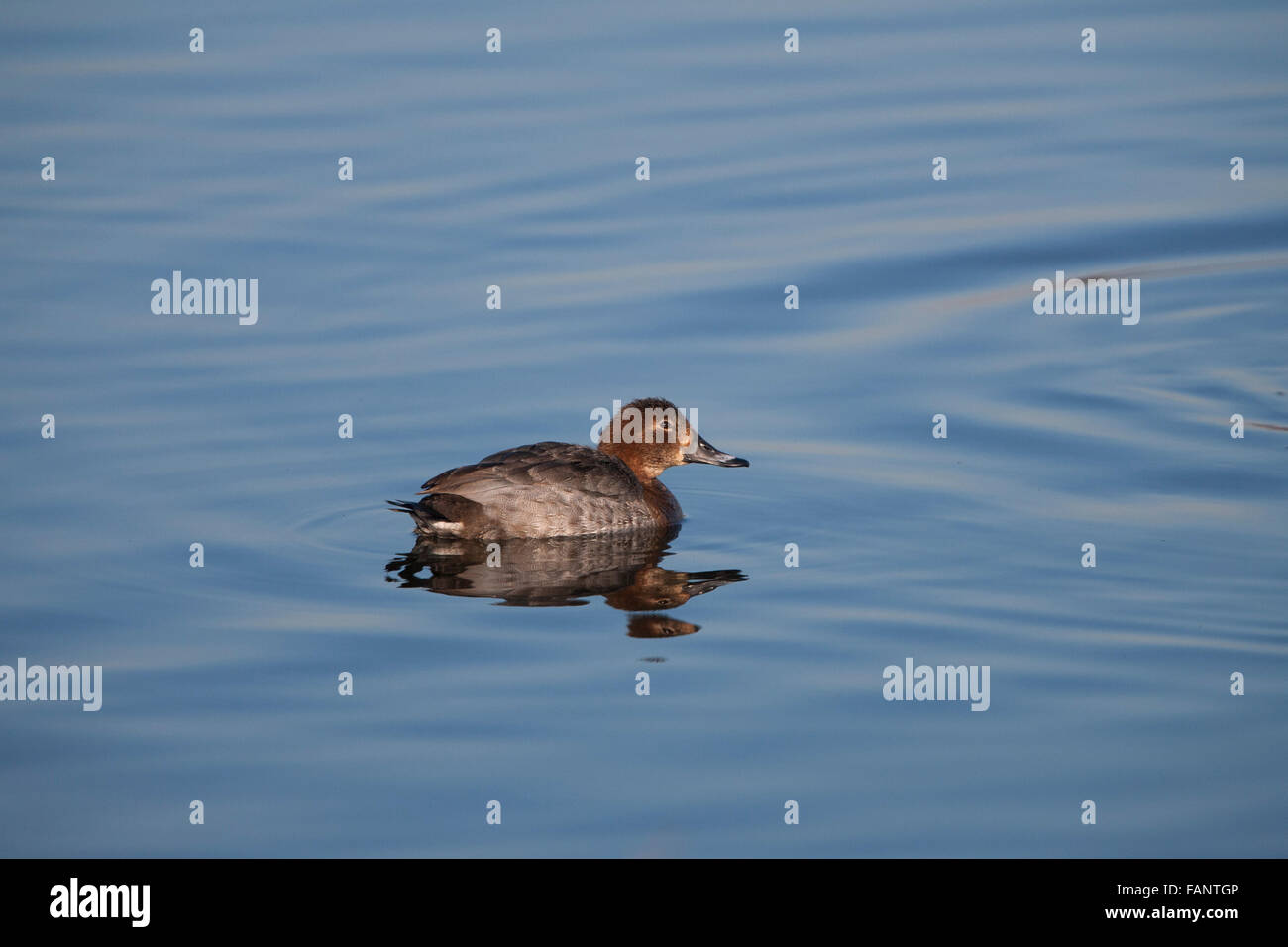 , Milouin Aythya ferina, femme, canard, natation, Banque D'Images