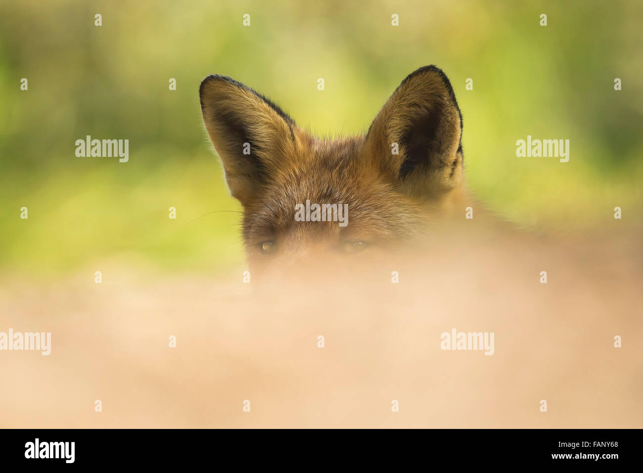 Wild red fox (Vulpes vulpes) relève la tête et les oreilles et écoute attentivement pour toutes les menaces. Ses yeux sont juste au-dessus de l'foregro Banque D'Images