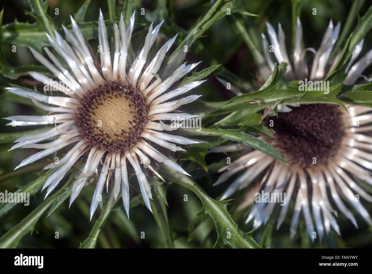 Stemless Carline Thistle Carlina acaulis fleurs Banque D'Images