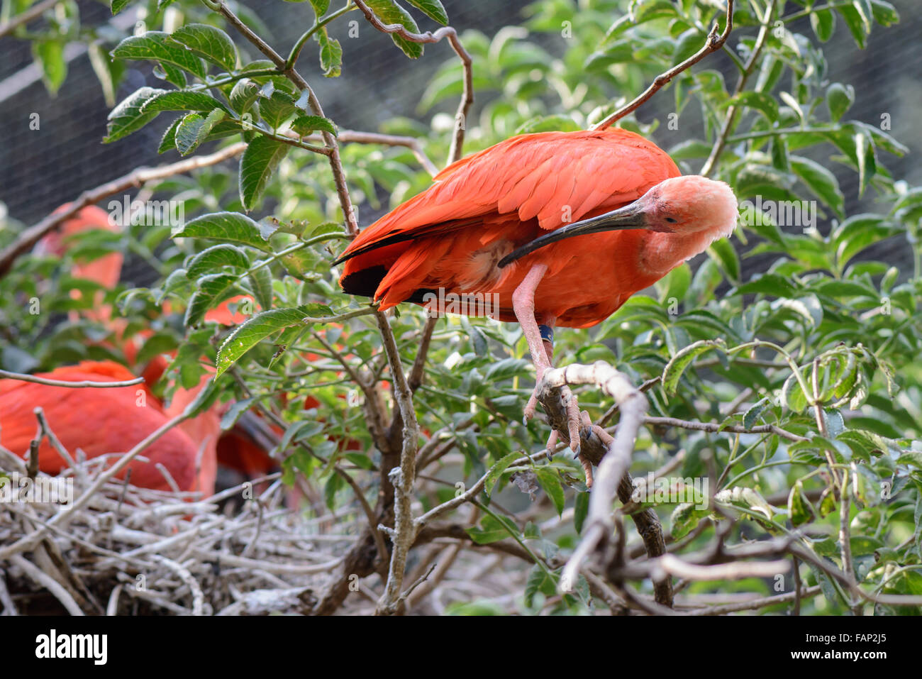 Un bel oiseau rouge ailes et plumes de nettoyage Banque D'Images