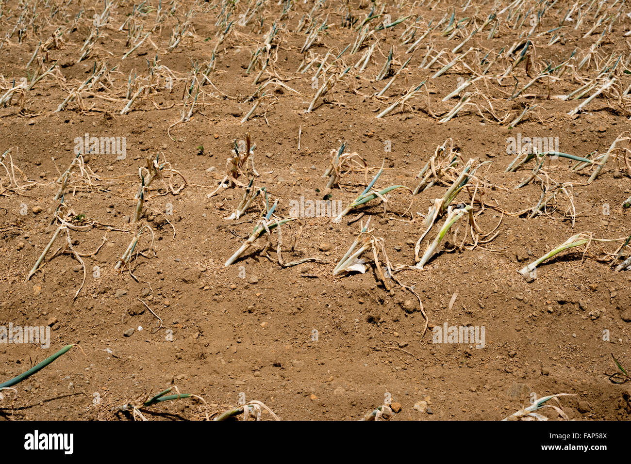 Des échalotes sur des terres agricoles sèches pendant la saison sèche à Sarongge, près du parc national du Mont Gede Pangrango à Java-Ouest, en Indonésie. Banque D'Images