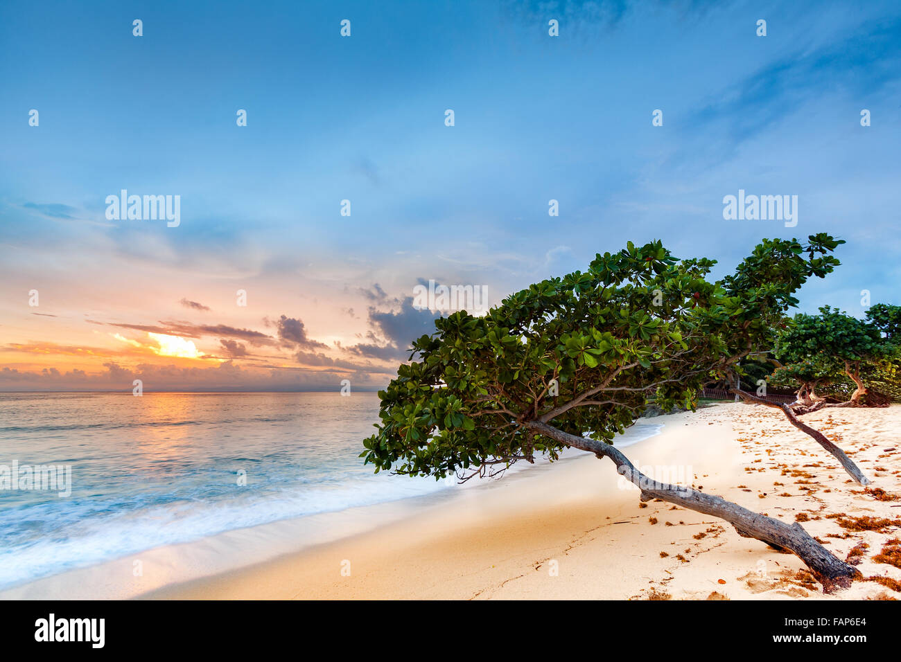Seascape exotiques avec sea grape trees leaning au-dessus d'une plage de sable fin au coucher du soleil des Caraïbes, dans la région de Cayo Levantado, République Dominicaine Banque D'Images