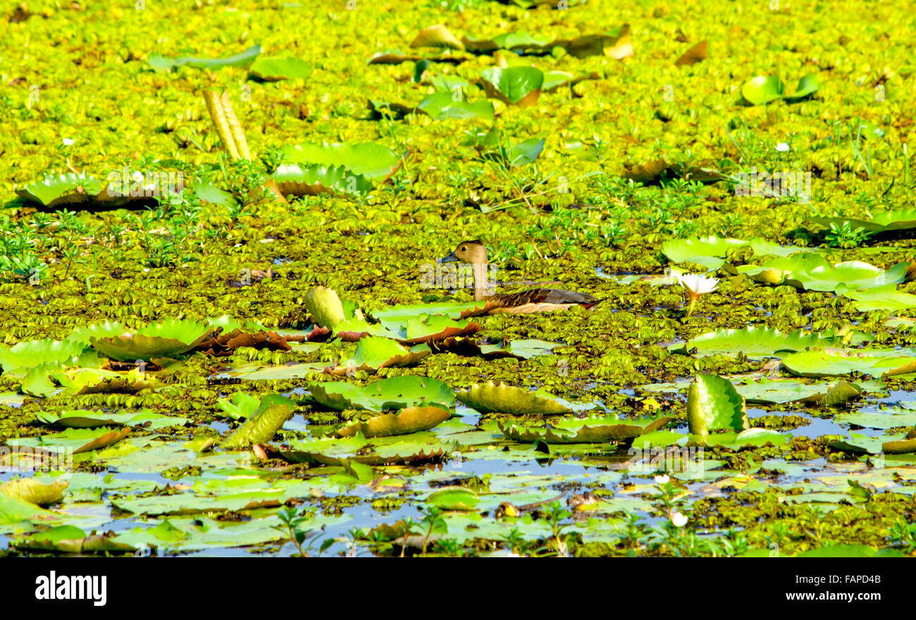 Dendrocygna javanica le sifflement d'un oiseau petit canard,la nature,la nature,les canards sur le lac, un oiseau,plantes,feuilles,fleurs,la nature Banque D'Images