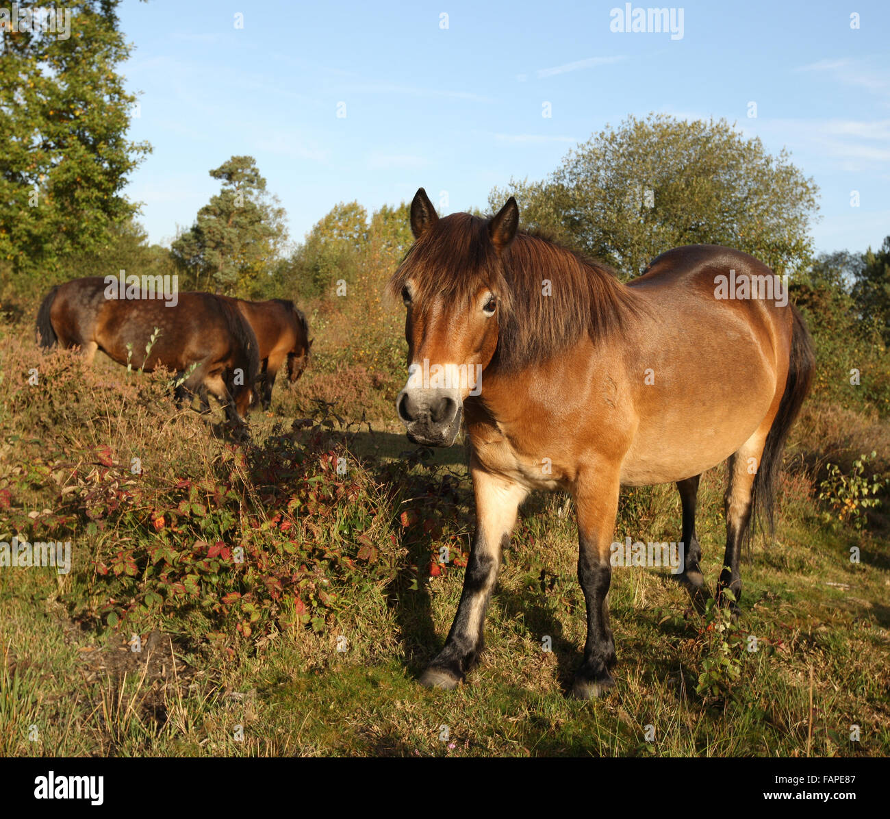 Balades poneys Exmoor sauvages dans un commun Banque D'Images