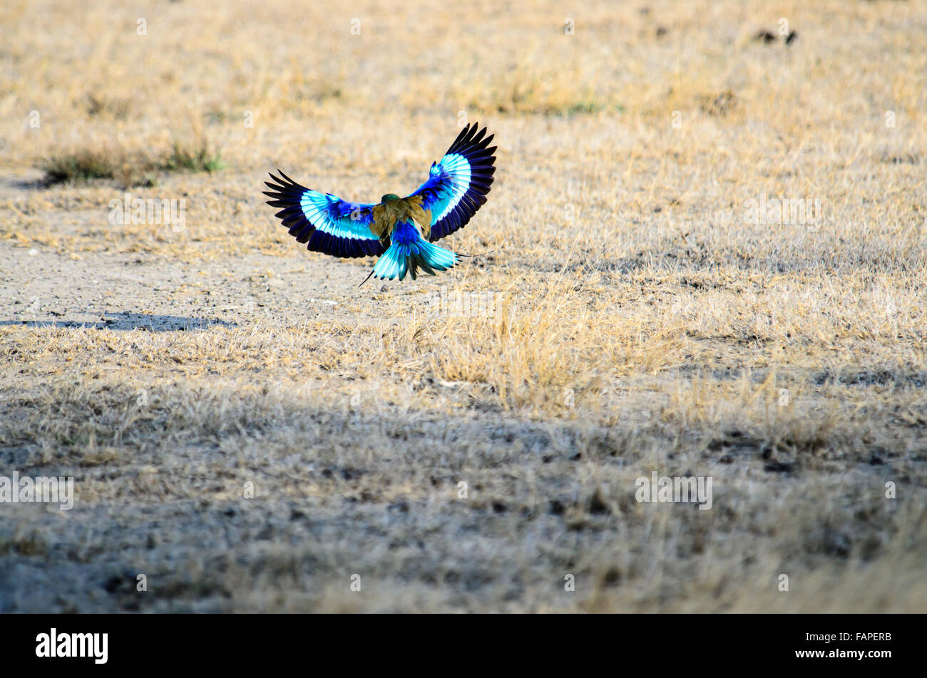 Un lilas breasted Roller avec ailes étendues entrée en terre Banque D'Images