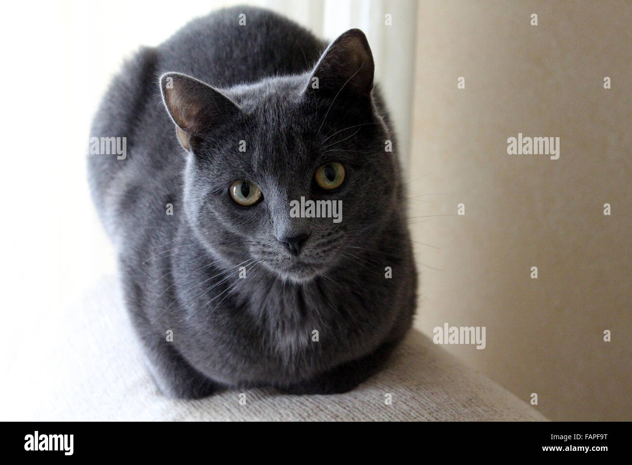 Magnifique Chat Gris Foncé Avec Des Yeux Verts Curieuxassis
