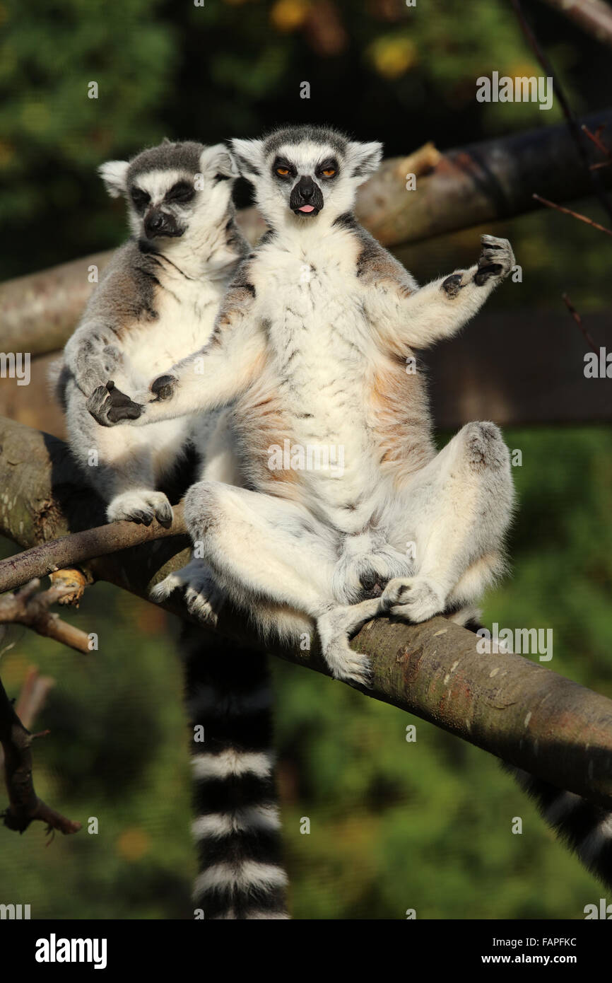 Portrait d'un Ring-Tailed lémuriens de câlins Banque D'Images