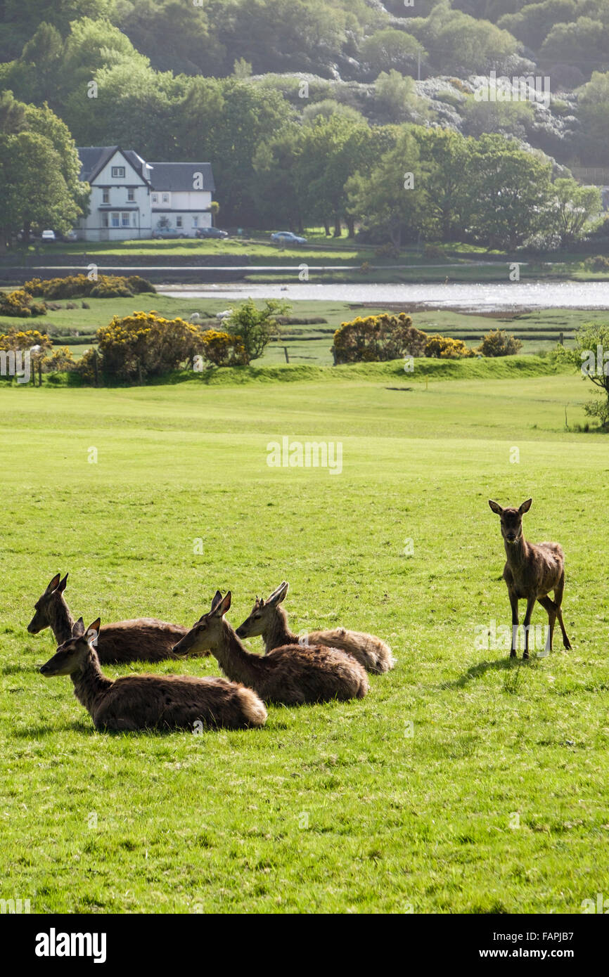 Hinds Red Deer (Cervus elaphus) pâturage sur parcours de golf. Lochranza, Isle of Arran, North Ayrshire, Scotland, UK, Grande-Bretagne Banque D'Images