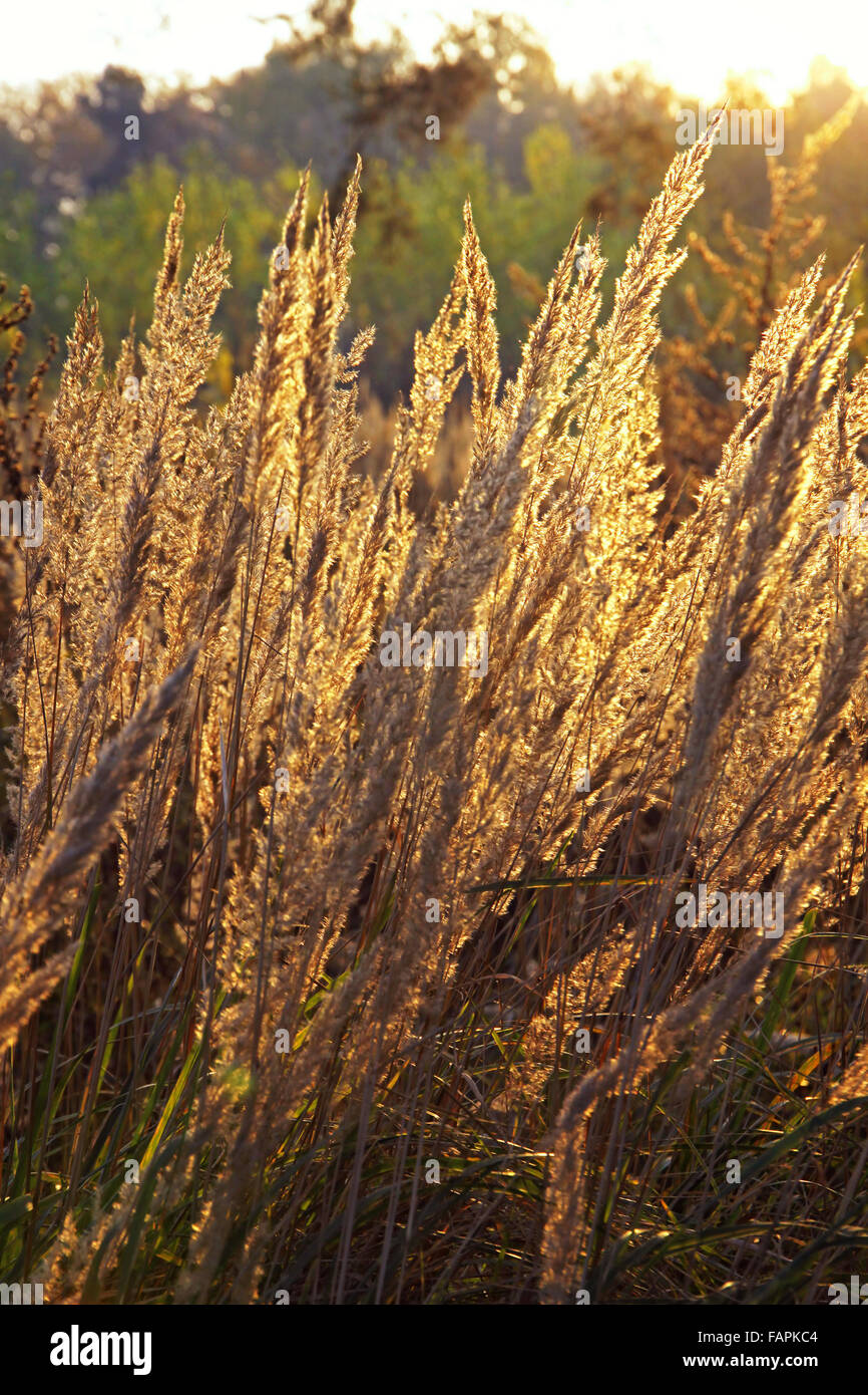 Close-up de l'herbe sèche sur le soleil du contexte Banque D'Images