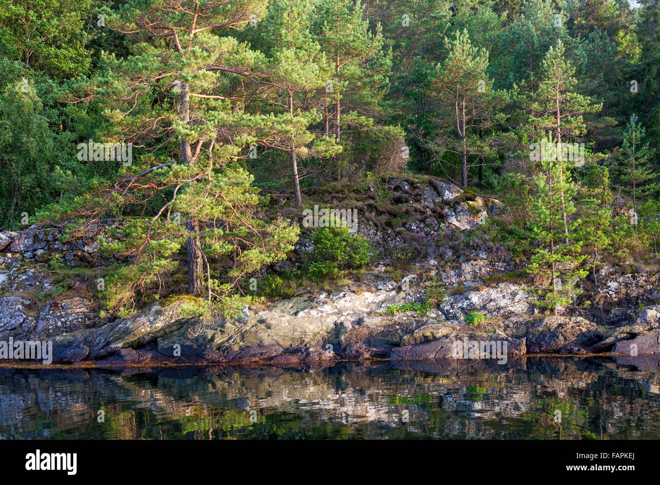 Forêt de pins et terrain rocheux au bord du fjord, Langøy, Norvège Kragerø Banque D'Images