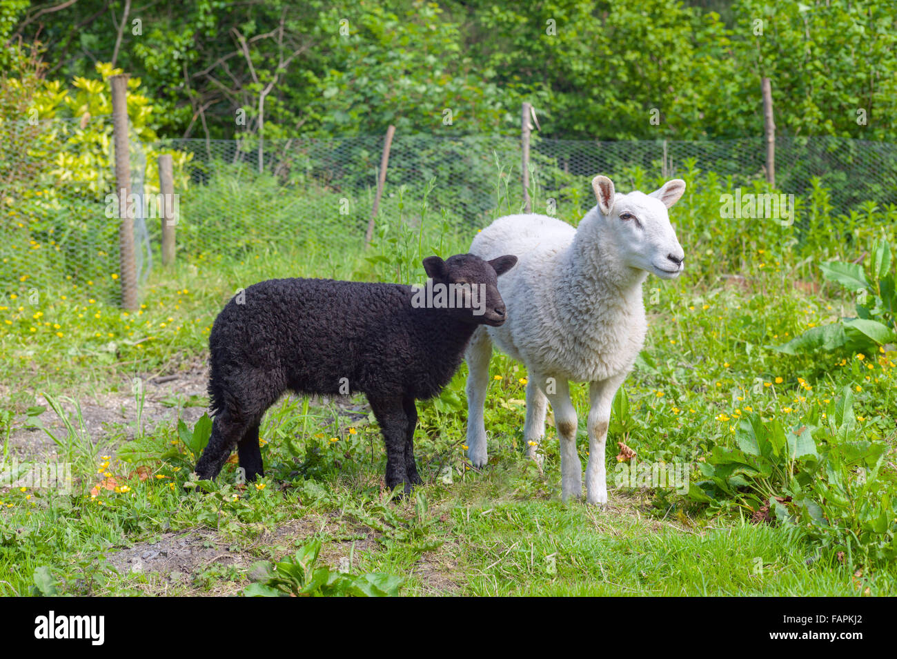 Deux jeunes agneaux à côté de l'autre dans un petit enclos l'un est noir et l'autre est blanc. Banque D'Images