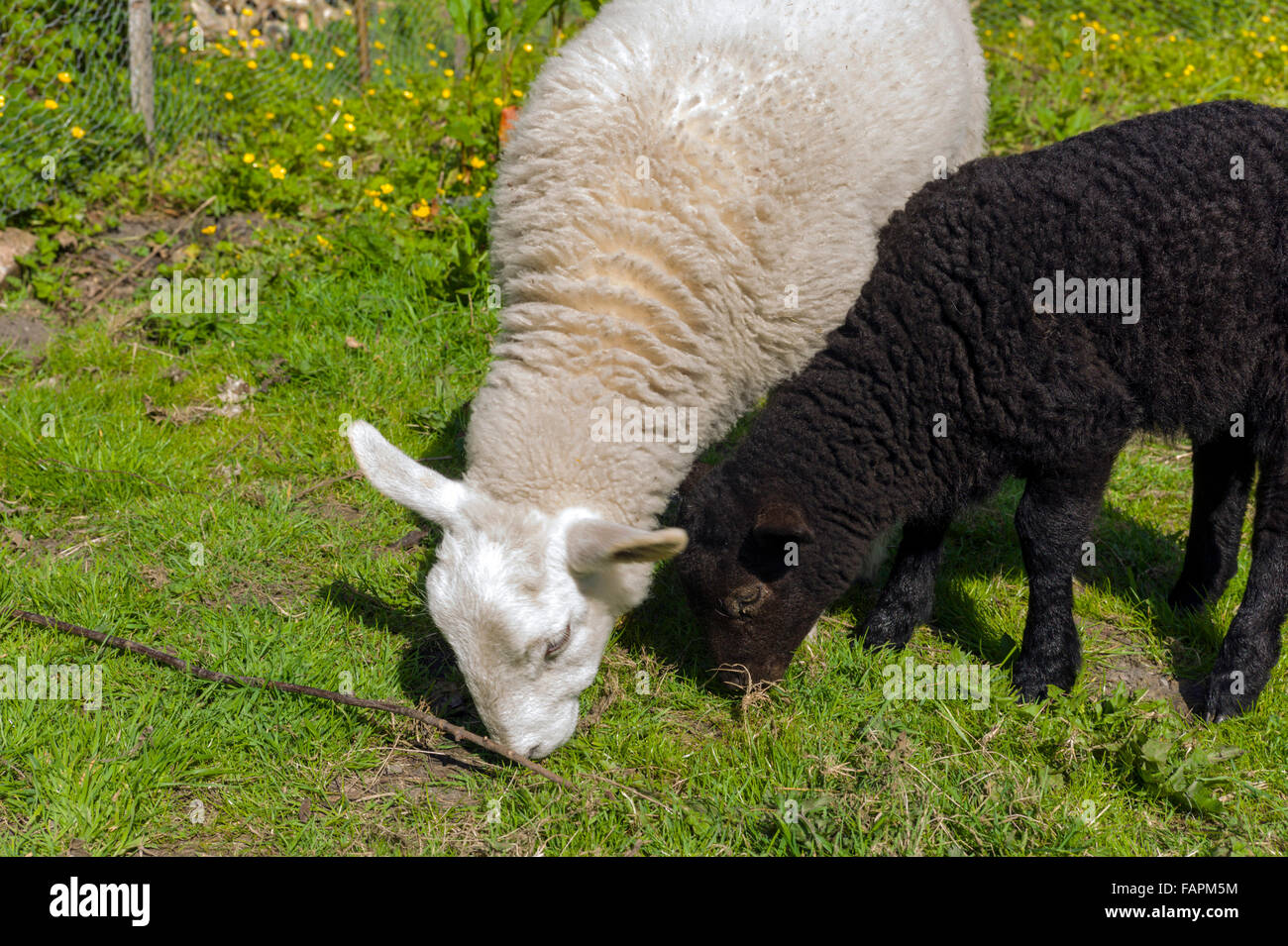 Deux jeunes agneaux à côté de l'autre dans un petit enclos l'un est noir et l'autre est blanc. Banque D'Images