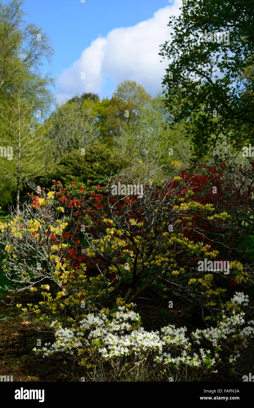 Floraison de fleurs d'azalées azalées afficher les fleurs de printemps les arbustes en fleurs parc Kennedy rouge jaune blanc wexford Banque D'Images Floraison de fleurs d'azalées azalées afficher les fleurs de printemps les arbustes en fleurs parc Kennedy rouge jaune blanc wexford Banque D'Images