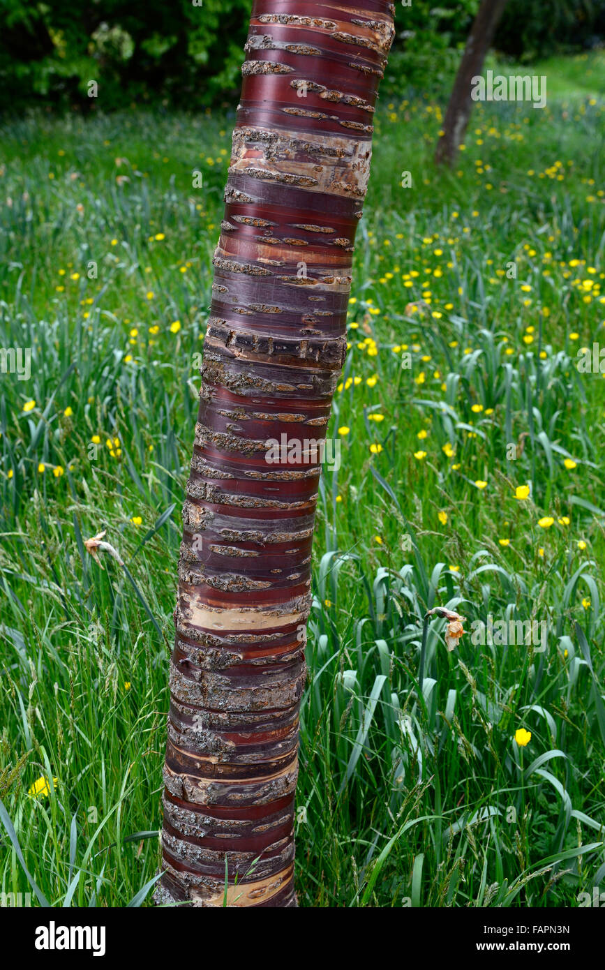 Le Betula utilis tronc écorce bois du parc attrayant anneau anneaux de couleur cuivre tacheté de la panachure annelés jardin floral RM spécimen couleur Banque D'Images