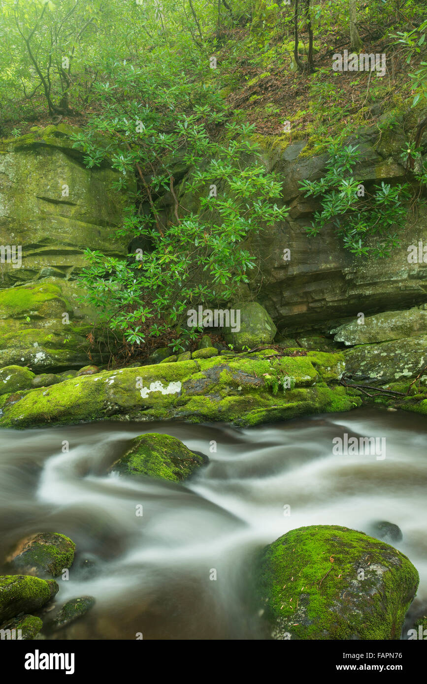 Roaring Fork, roches couvertes de mousse et rochers - Great Smoky Mountain National Park, Tennessee USA, par Bill Lea/Dembinsky photo Assoc Banque D'Images