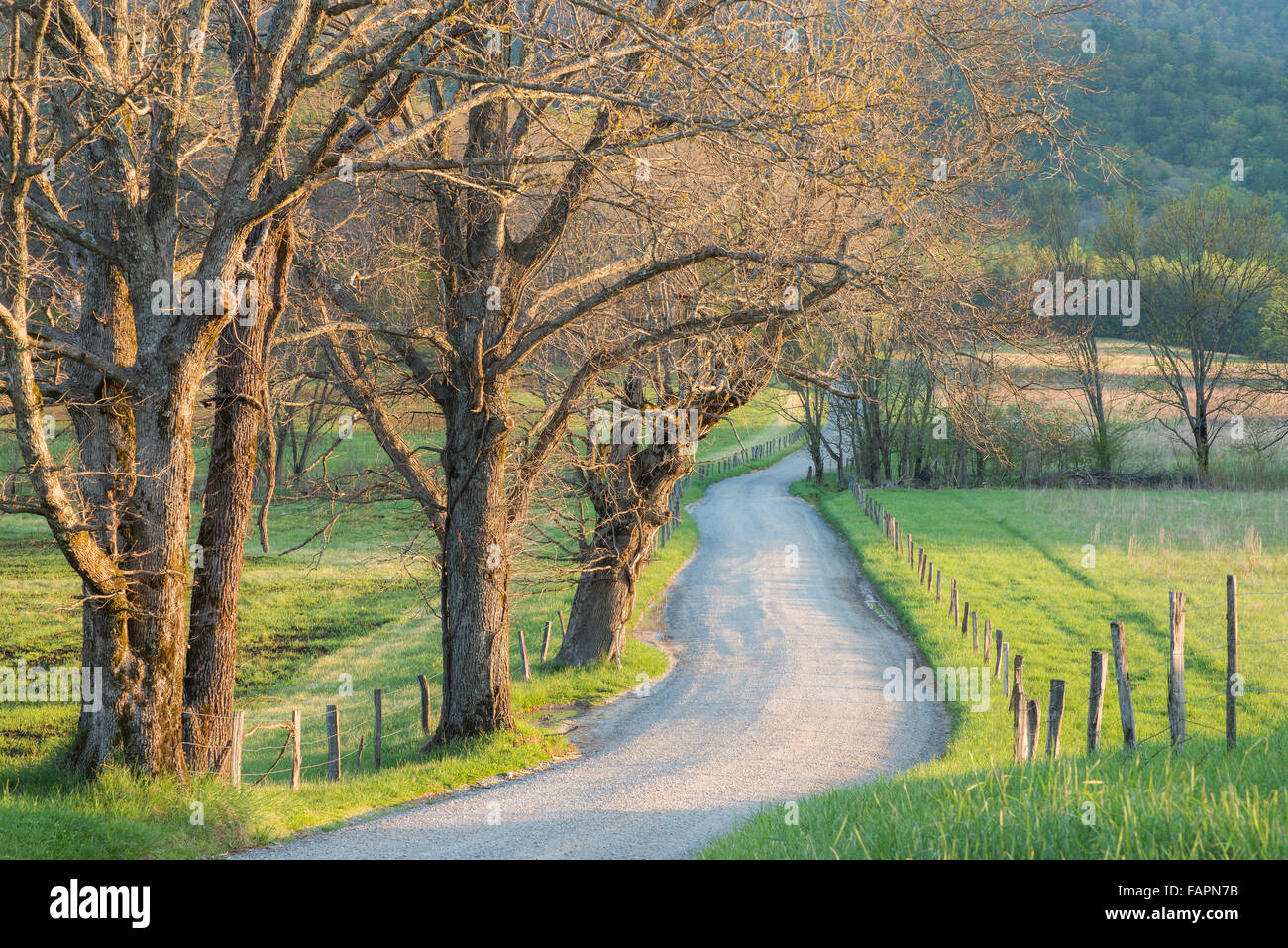 Voir l'établissement Hyatt de voie dans le cade's Cove, printemps, Great Smoky Mountains National Park, California USA Banque D'Images