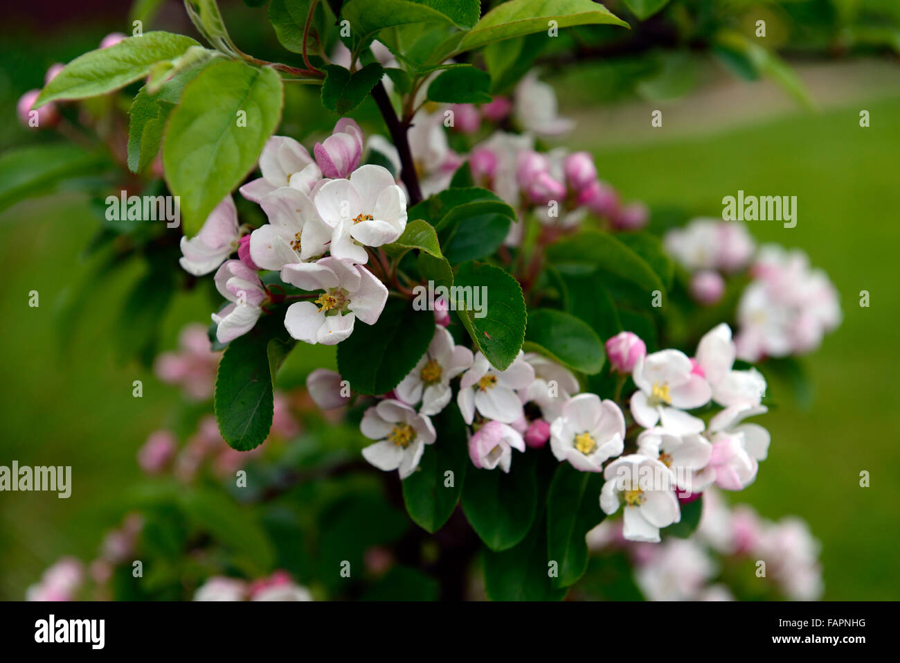 Apple Blossom crabe blanc rose fleur fleurs printemps florifère floraison arbre arbres fructifères Malus floral RM Banque D'Images
