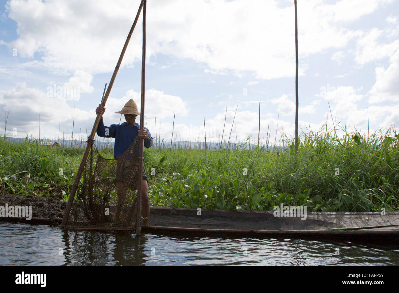 Un agriculteur au travail sur la ferme flottante sur le lac Inle au Myanmar (Birmanie). L'ethnie Intha personnes des cultures sur la végétation flottante. Banque D'Images