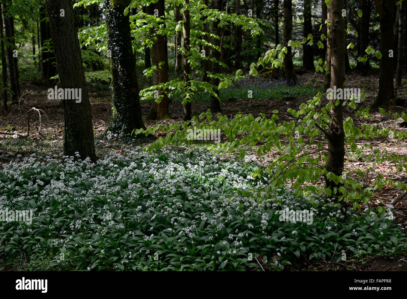 L'Allium ursinum ail sauvage fleur fleurs blanc tapis floraison massive de masse bois floral RM Banque D'Images