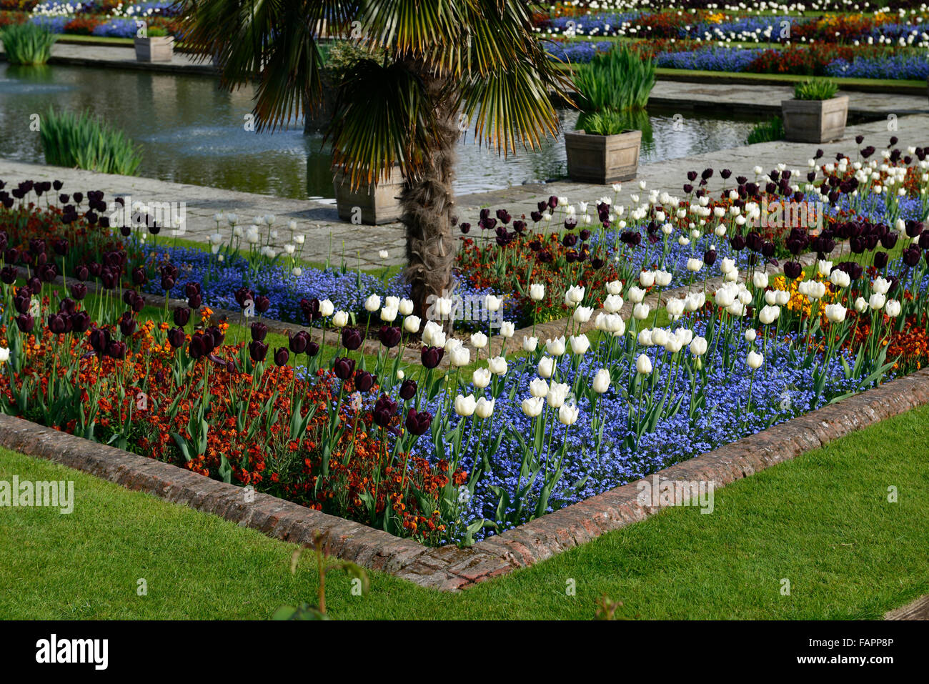Kensington Palace Gardens jardin en contrebas de fleurs de printemps tulipes fleur lit ersyimum frontière officielle affichage Floral RM Banque D'Images